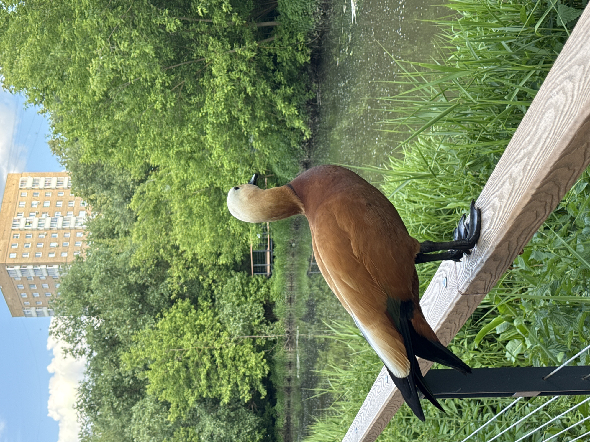 Ruddy Shelducks spotted on park railings in Moscow