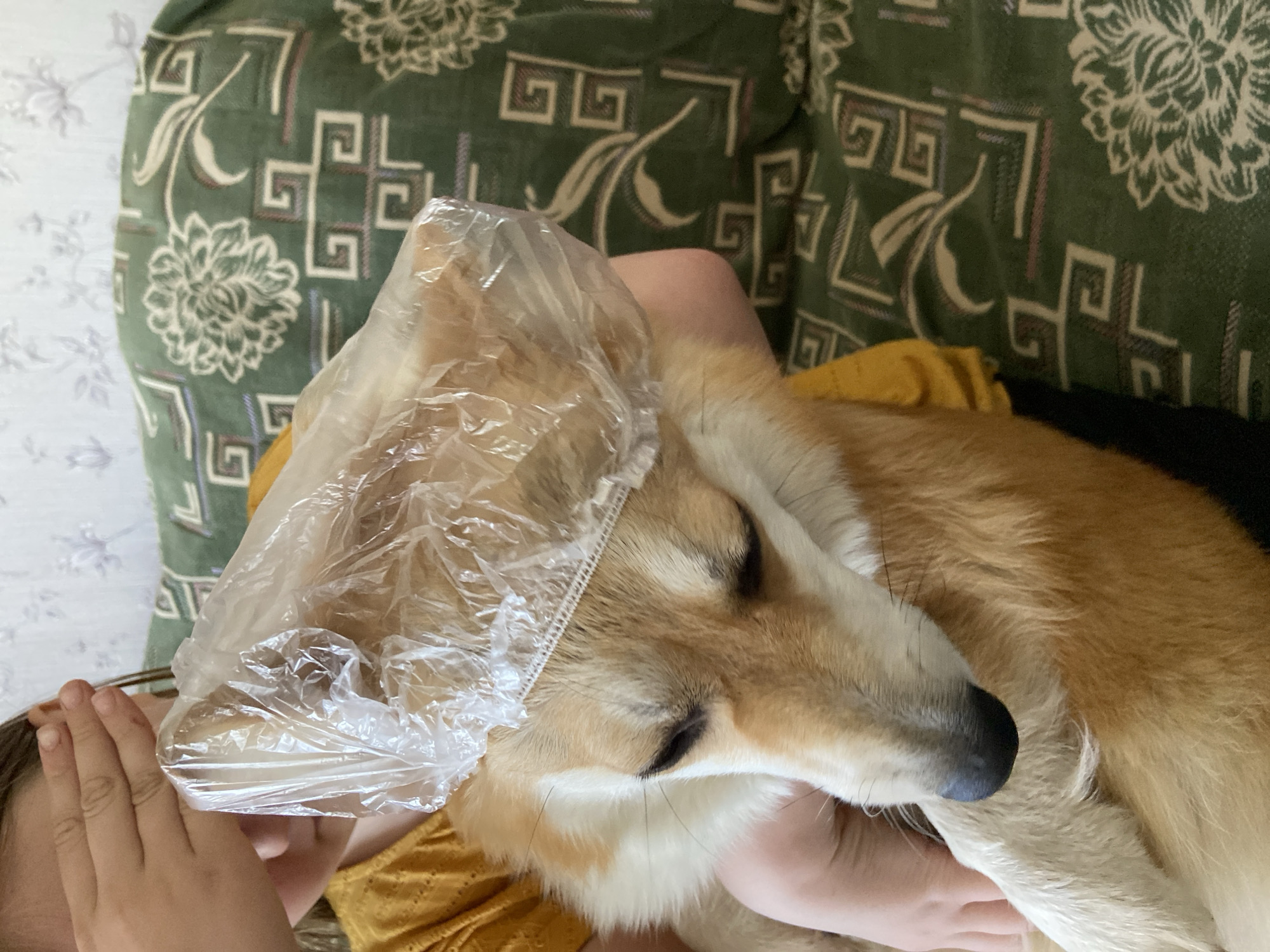 Corgi wearing plastic bag observed on person's lap in Russia