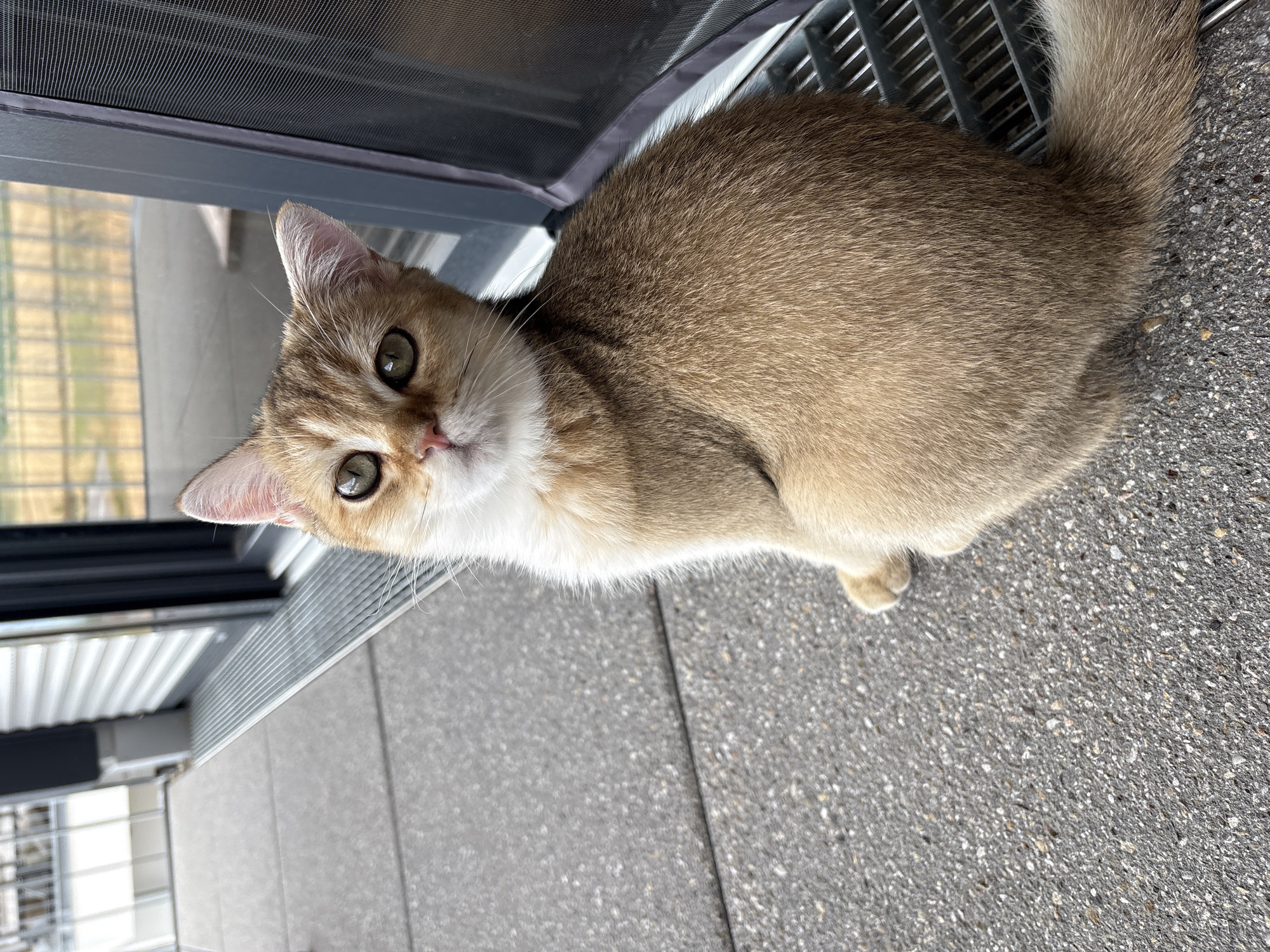 Golden cat lounging on a Bönnigheim balcony