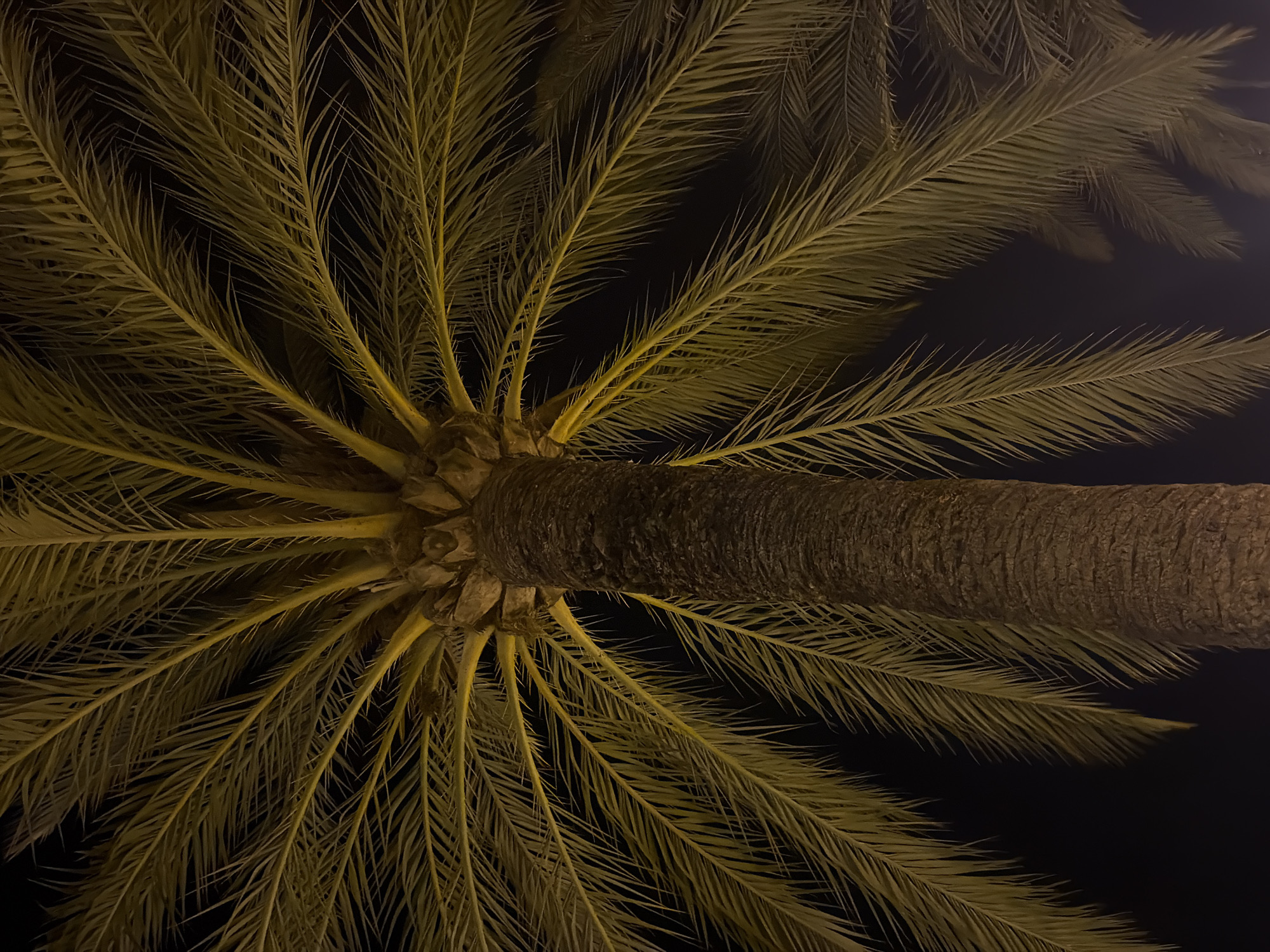 Nighttime street details around Palmanova, Mallorca