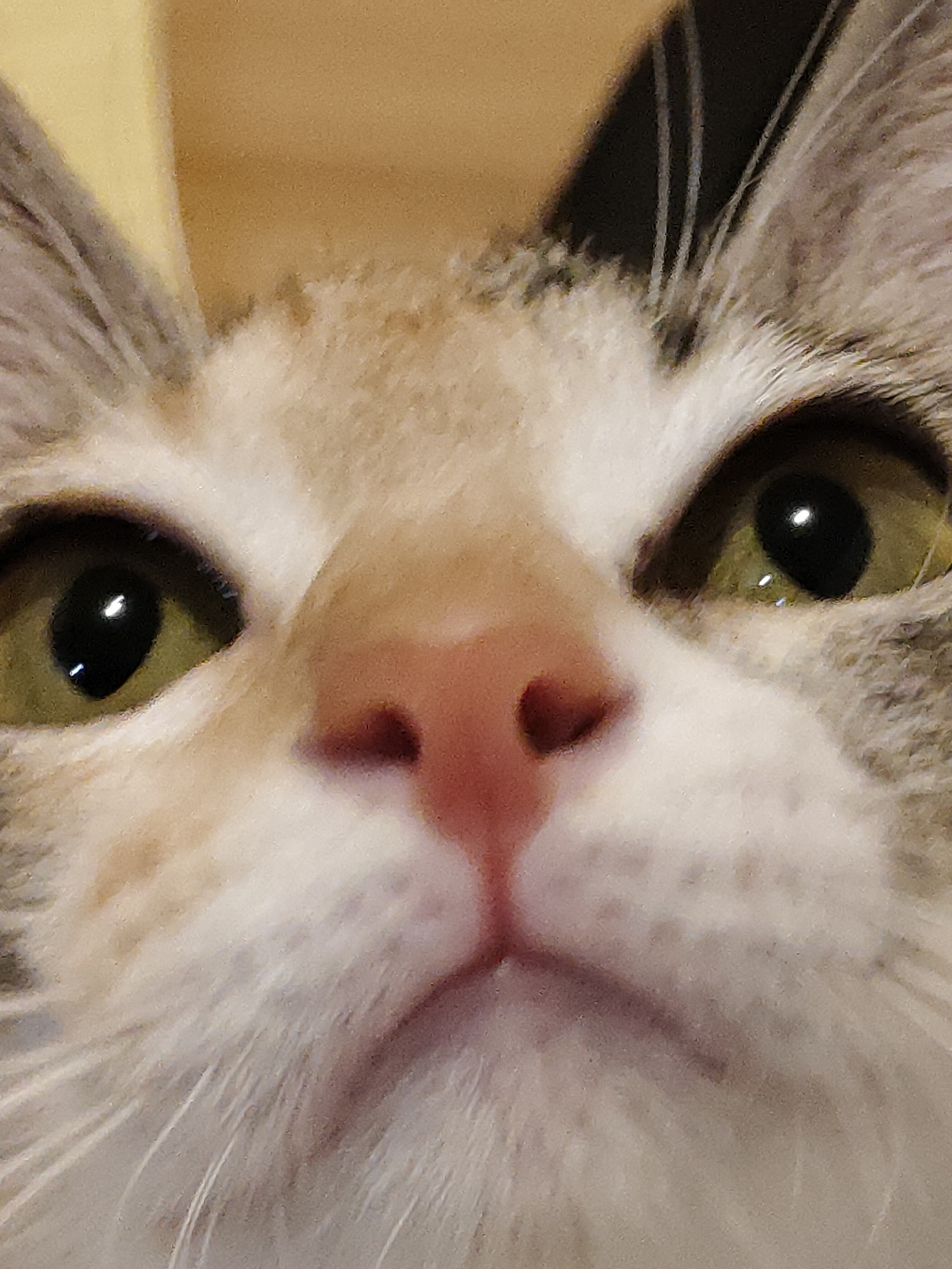 Close-up cat portraits from a Davao home