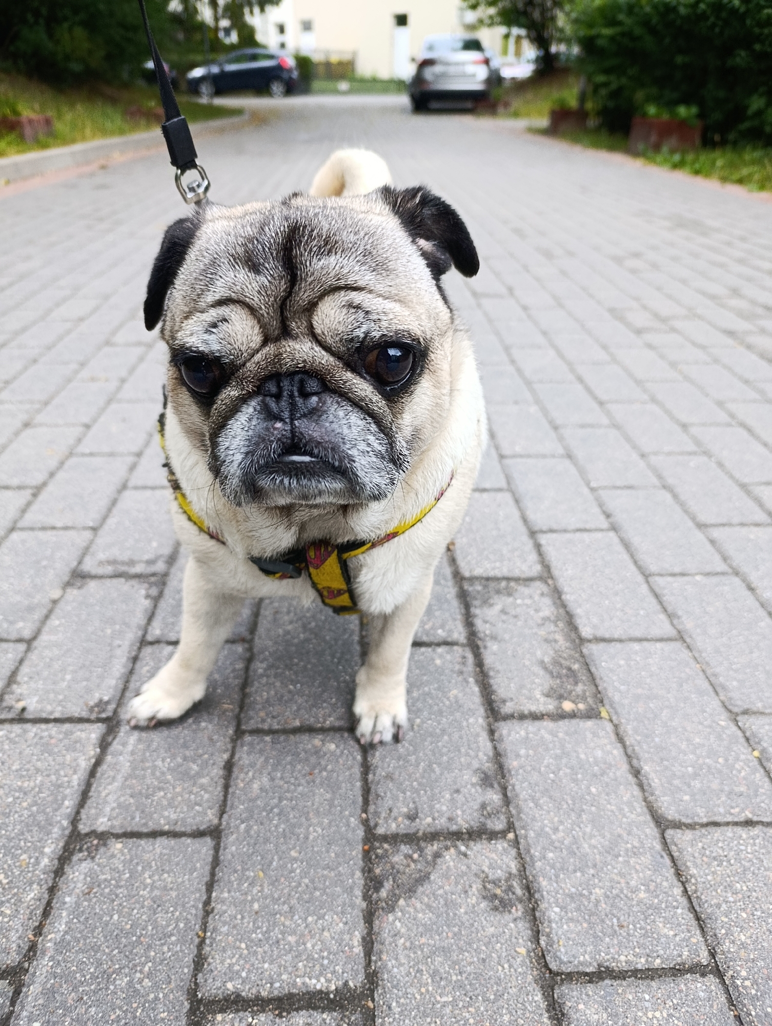 Pug in yellow harness on a Warsaw walkway
