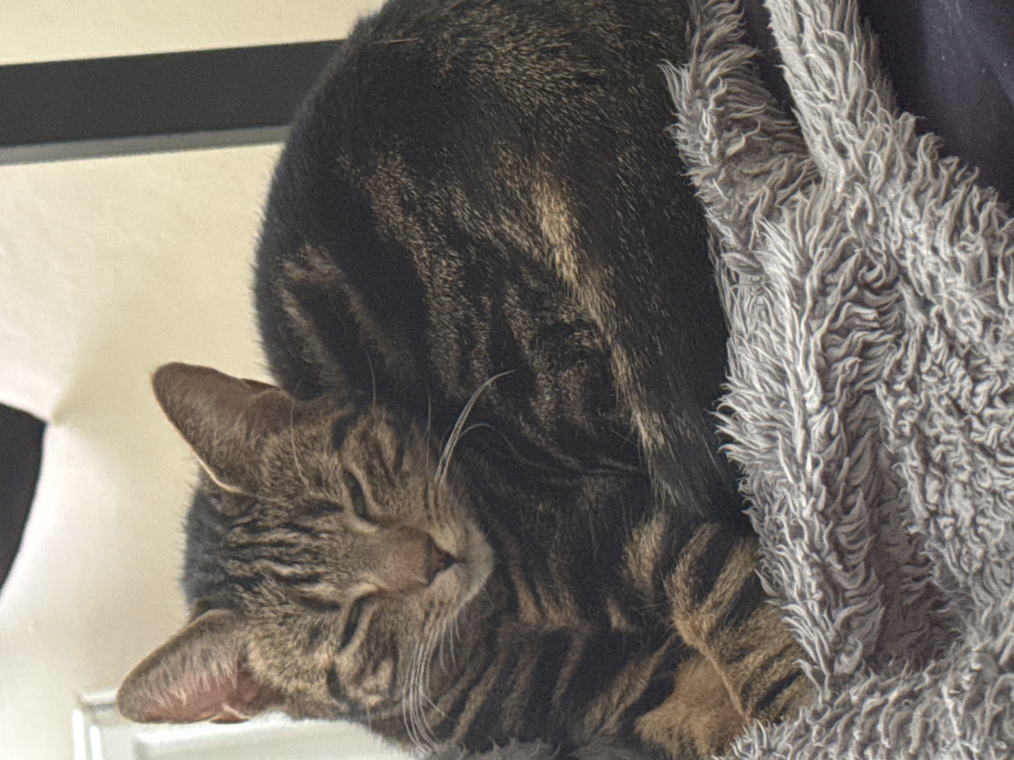 Tabby cat spotted in multiple locations around Desborough