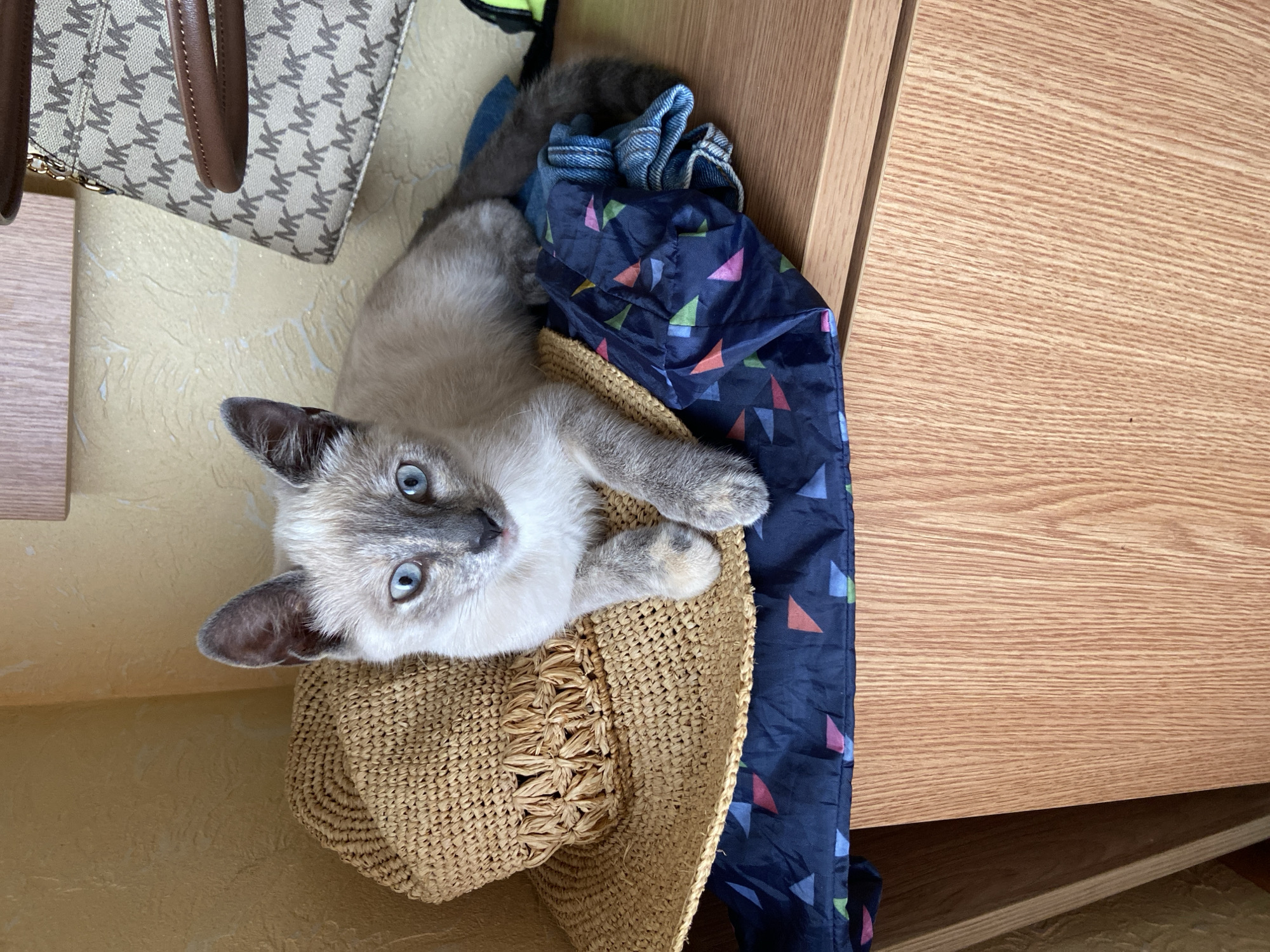 Cats napping on hats and stuffed animals in Sofiivka