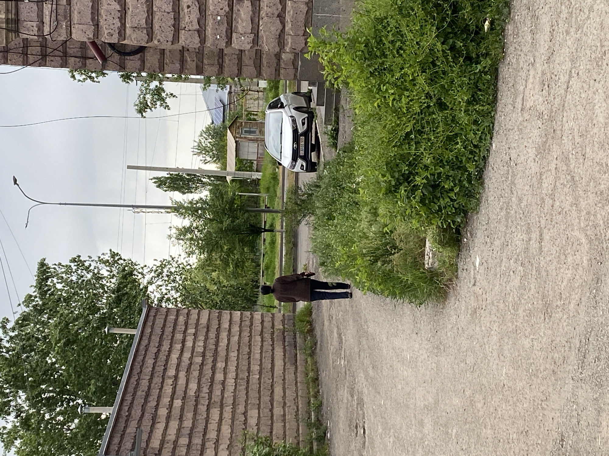 Dog spotted in Gyumri streets during afternoon hours