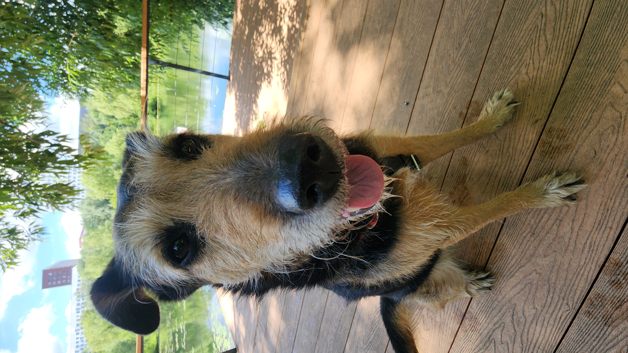 Moscow pond in bloom, water lilies and a scruffy dog