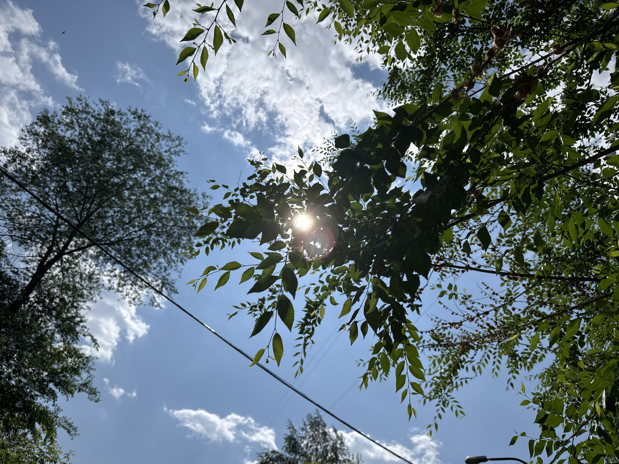 Summer morning in Novosibirsk — parks, street life, blooming flowers