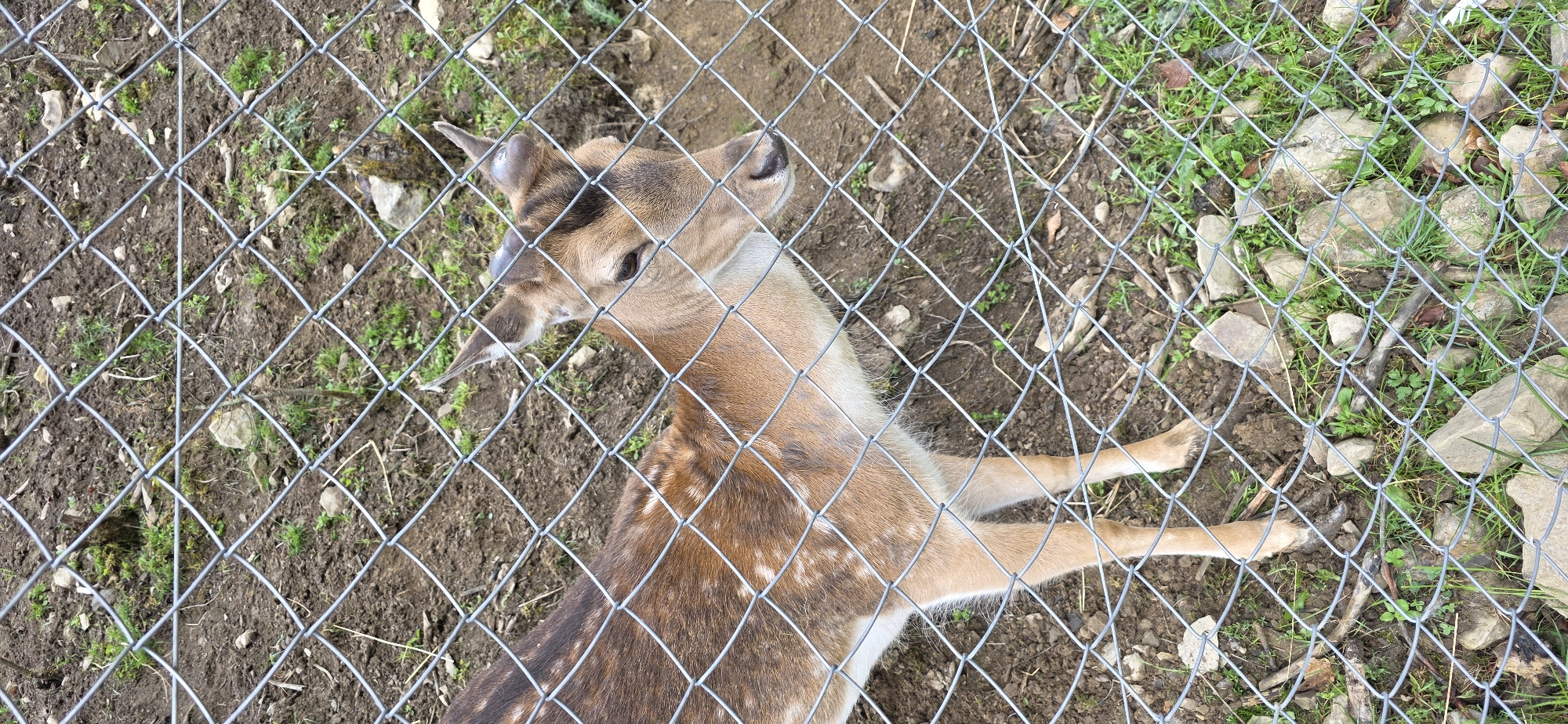 Young deer observed feeding in Polianytsia enclosure