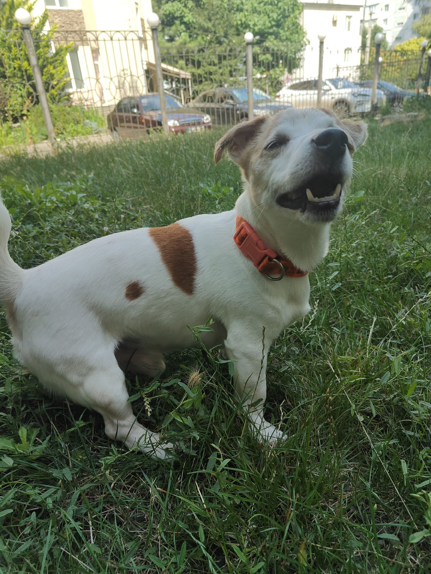 Jack Russell Terrier and daisies on a Chornomorsk lawn