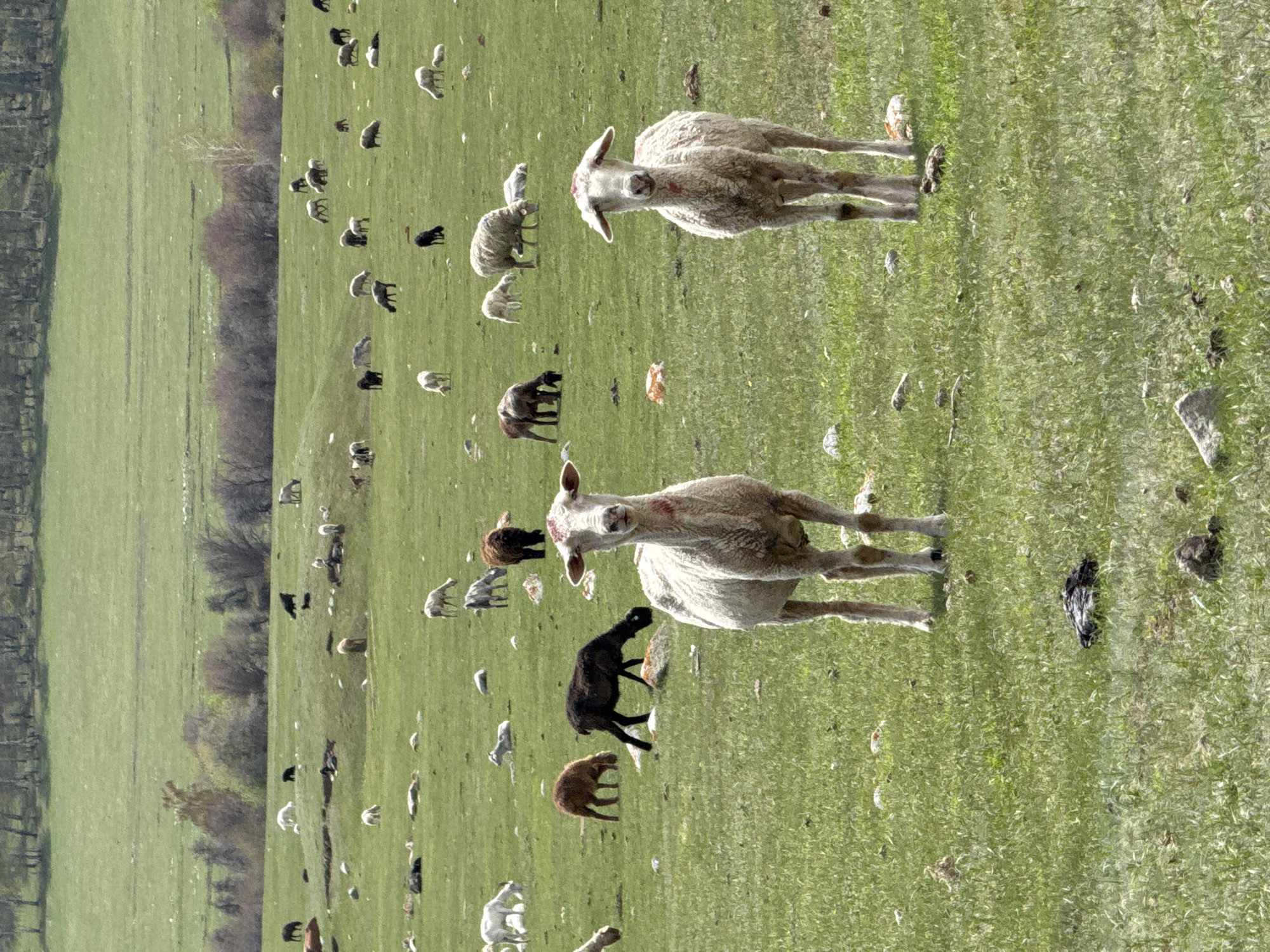 Sheep flock grazes in sunlit pastures near Semenovka, Kyrgyzstan