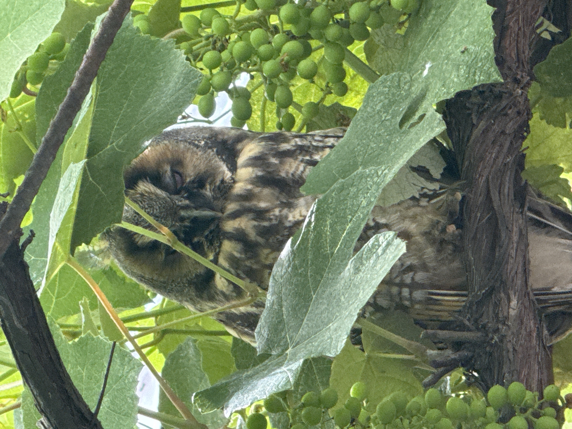 Owls, hydrangeas, and potted plants in a backyard garden