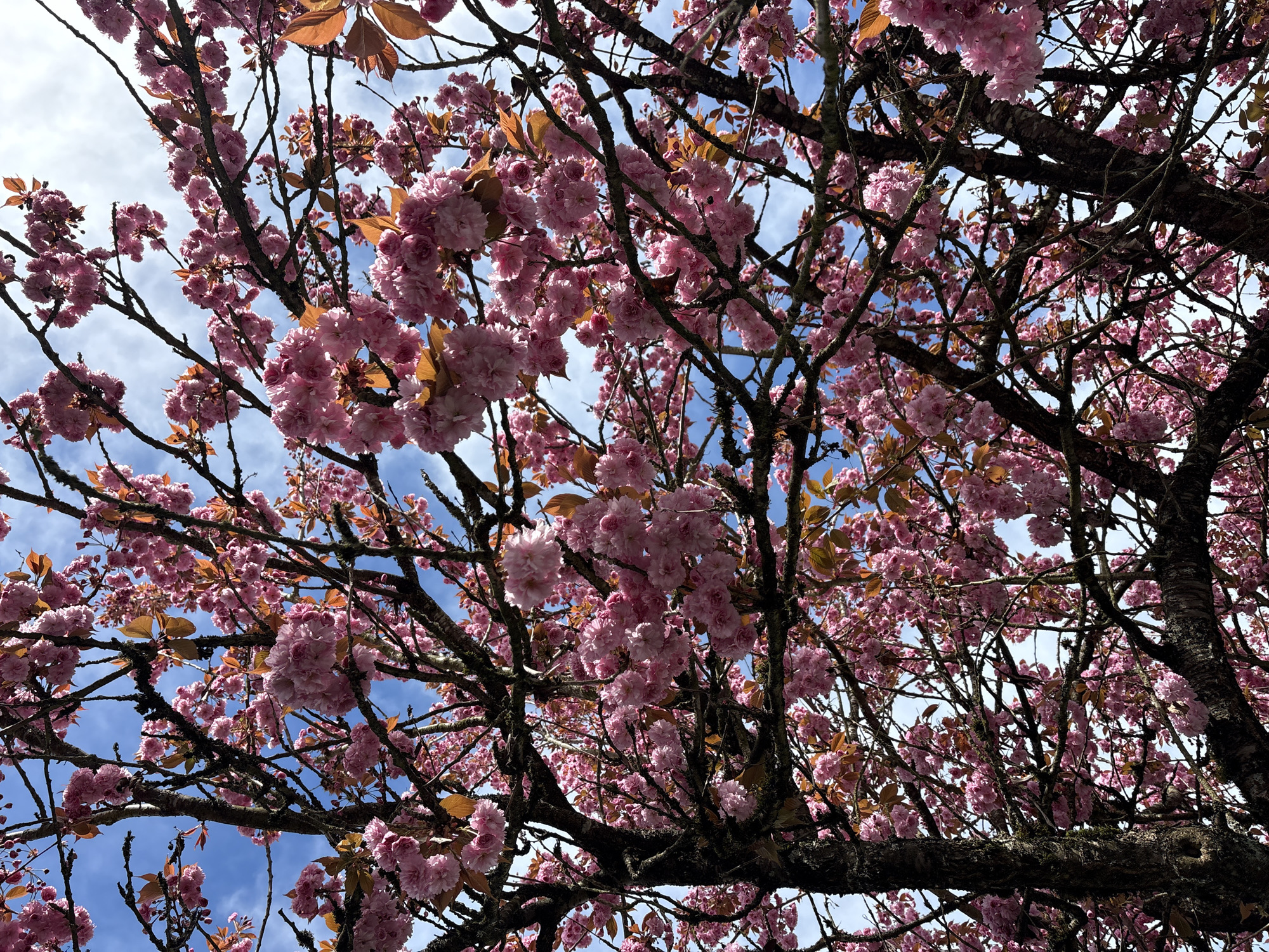 Cherry blossoms bloom along Vancouver residential street
