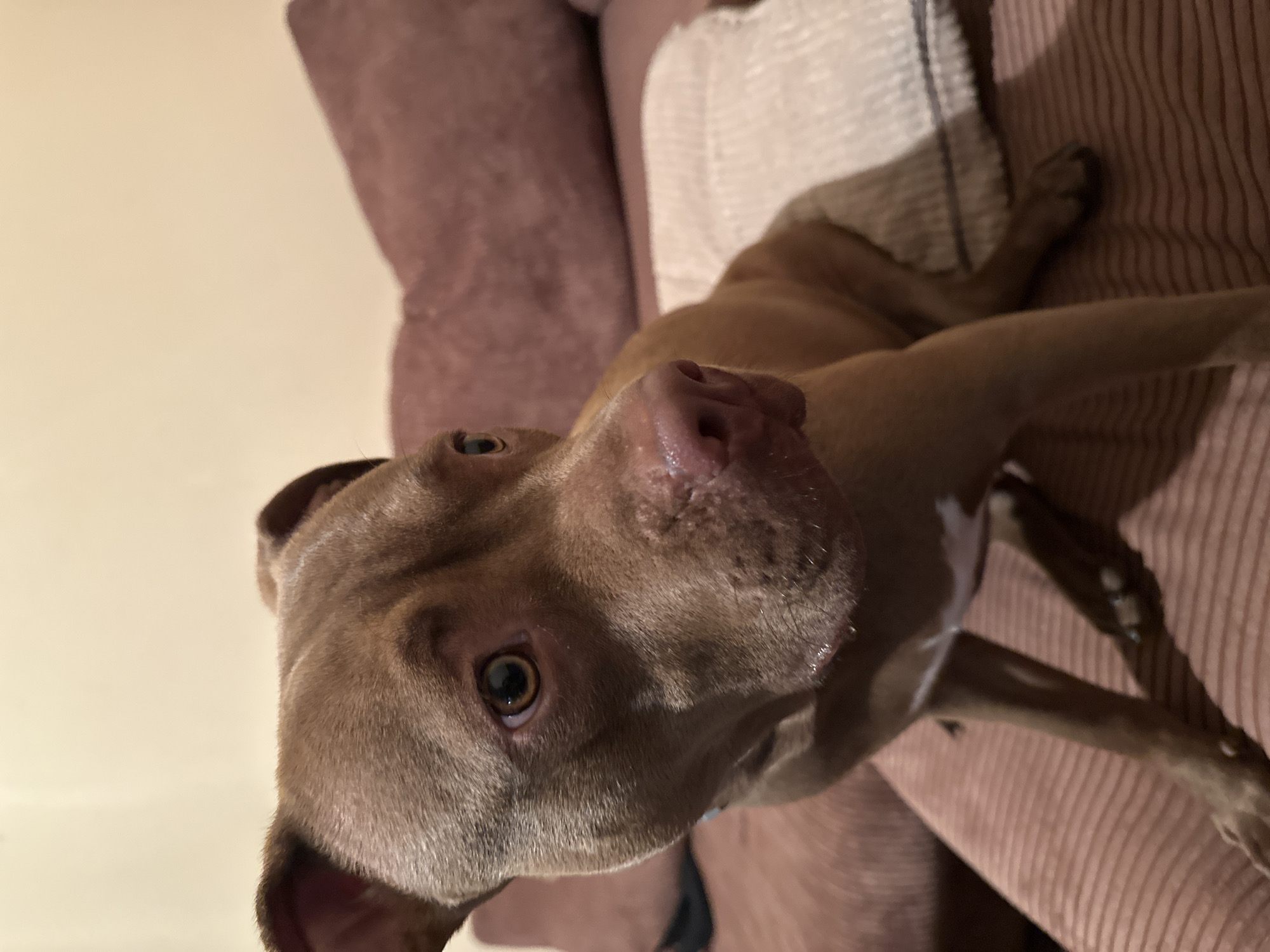 Pit bull's chill evening: sofa time and a night walk in Malevo