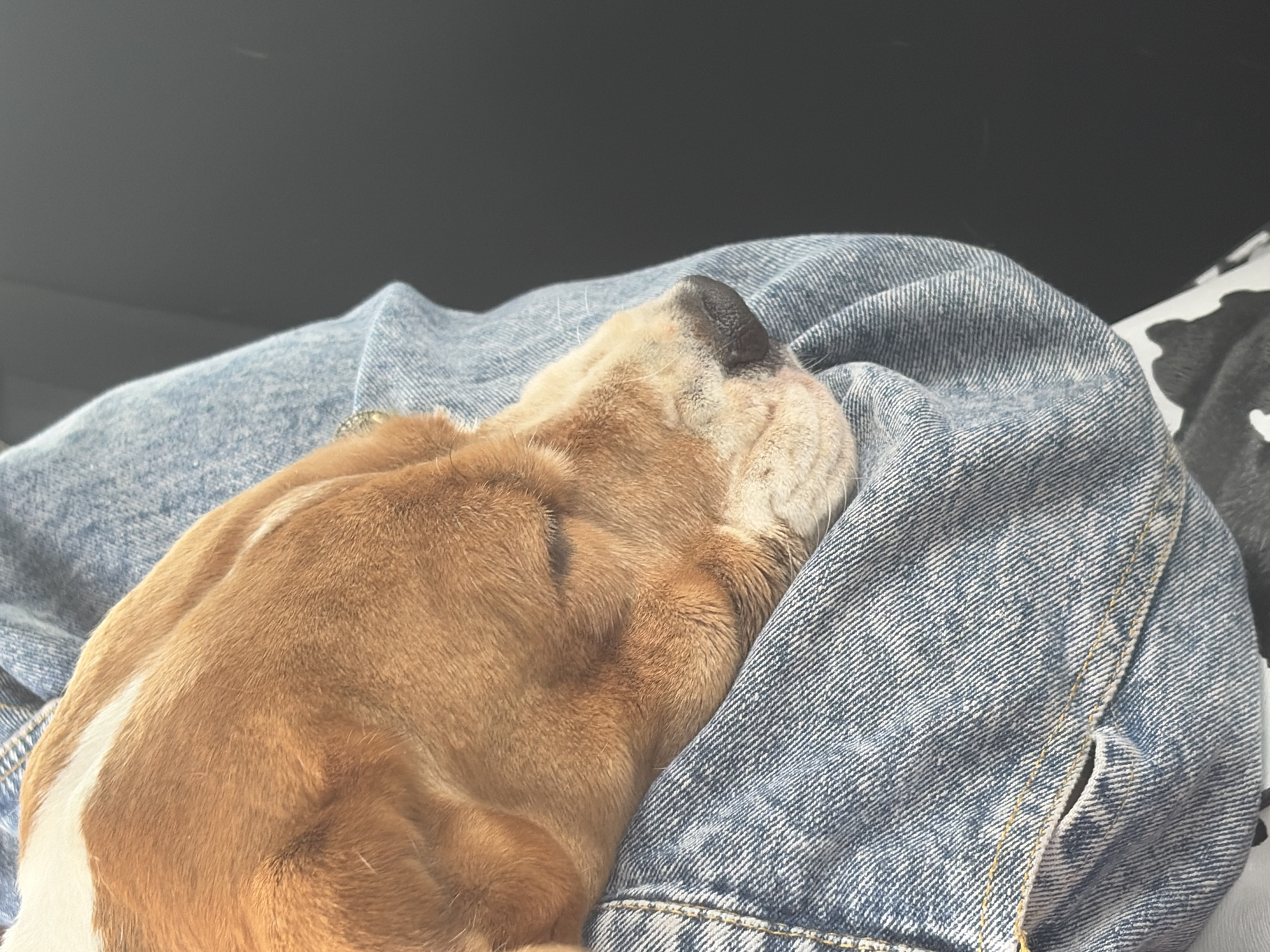 Dog sleeps peacefully on owner's lap in Markovo