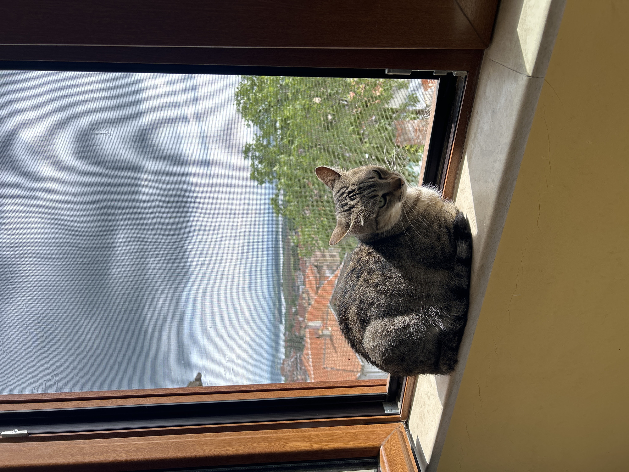 Tabby cat spotted on windowsill overlooking Burgas Bay