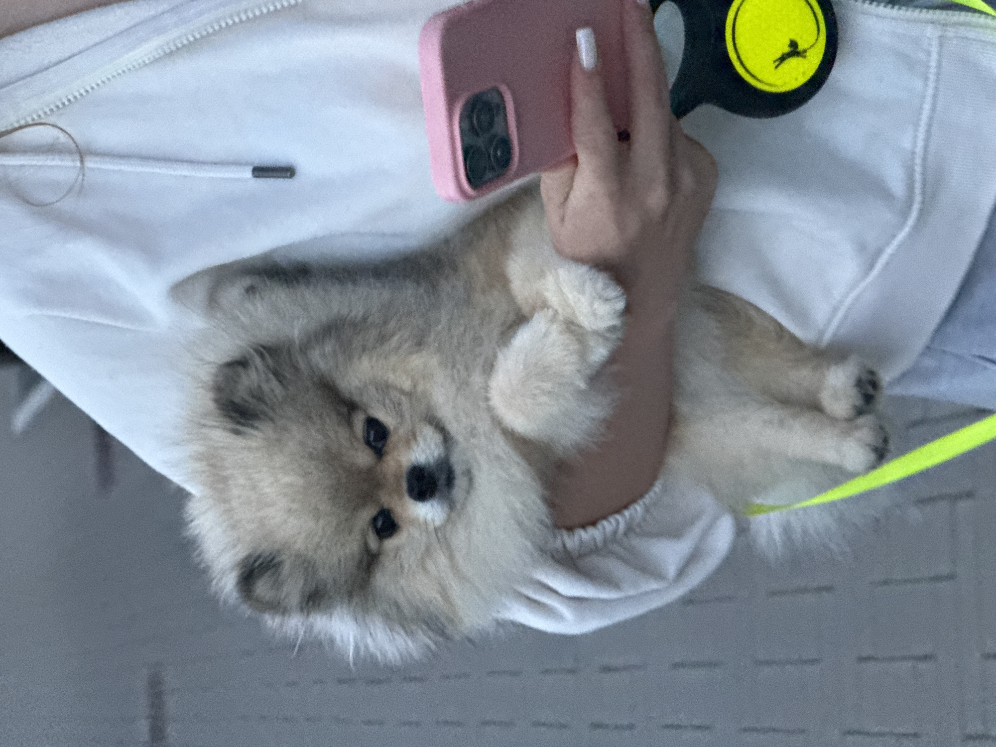 Dusk stroll through Wervik streets with a Pomeranian in tow