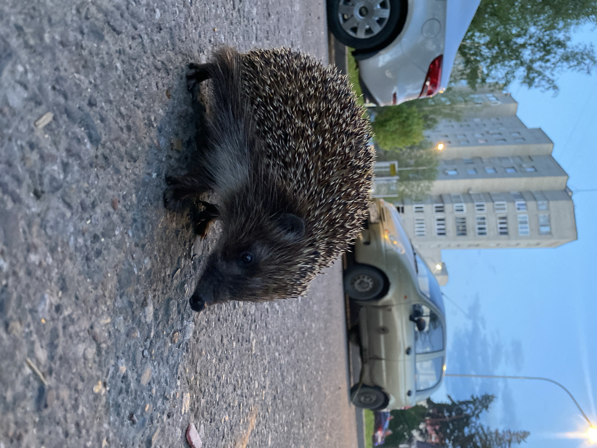 Hedgehog spotted on street near parked cars and building