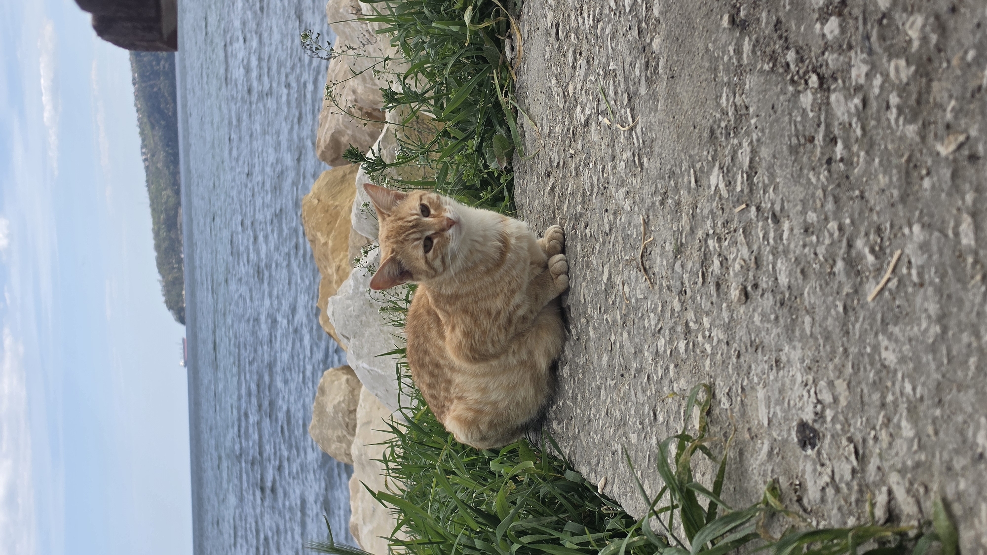 Cat rests by Black Sea as cargo ship passes Varna
