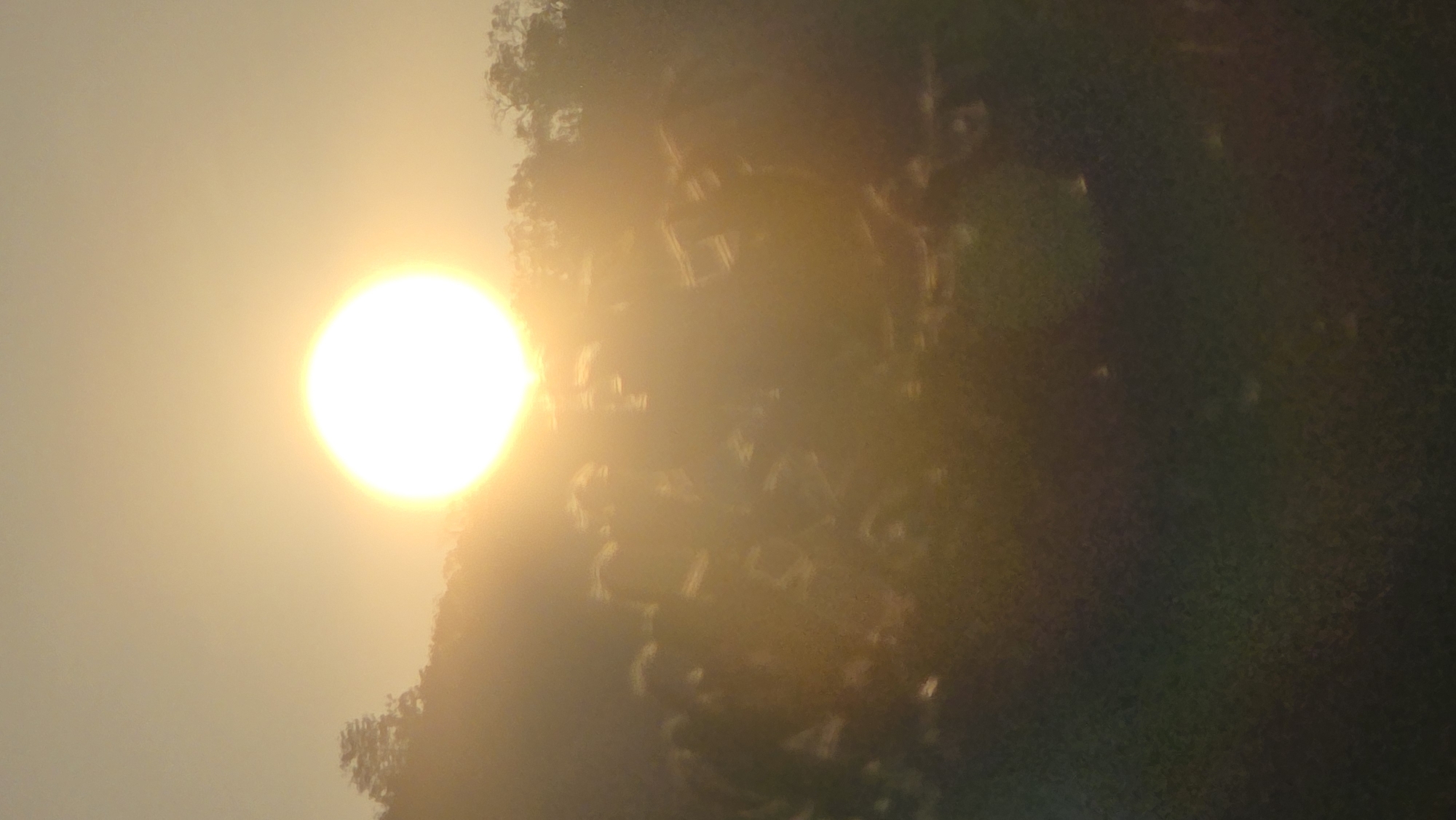 Sun through foliage photographed at Vietnam heritage area
