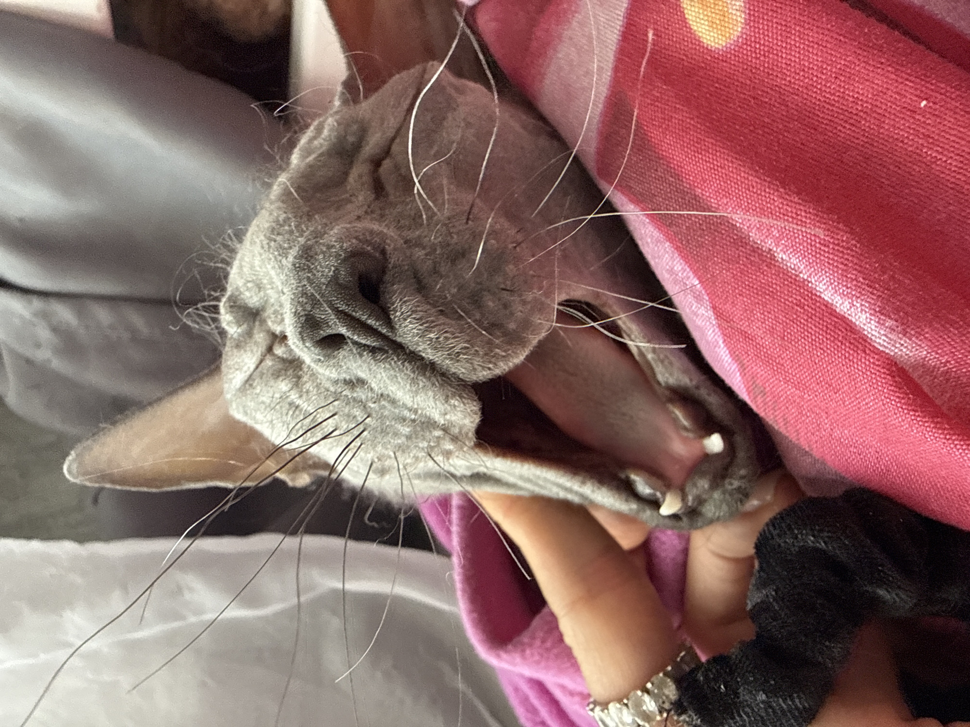 Woman shares tender moment with Sphynx cat in Votkinsk