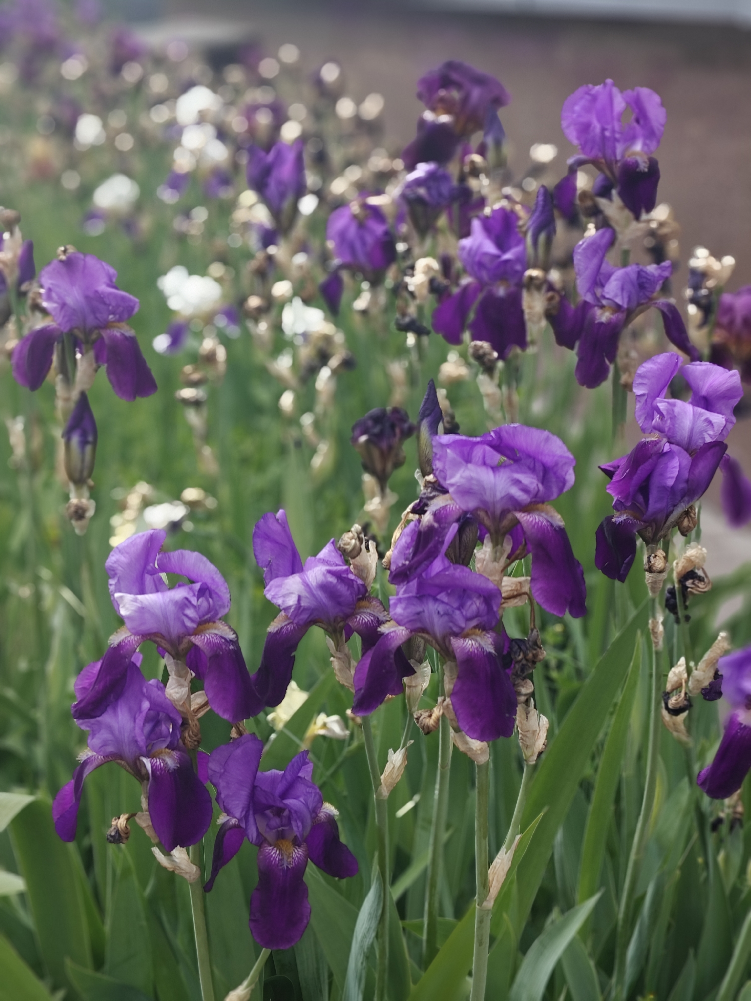 Morning walk documented through Hadiach, Ukraine captures flowers and streetscapes