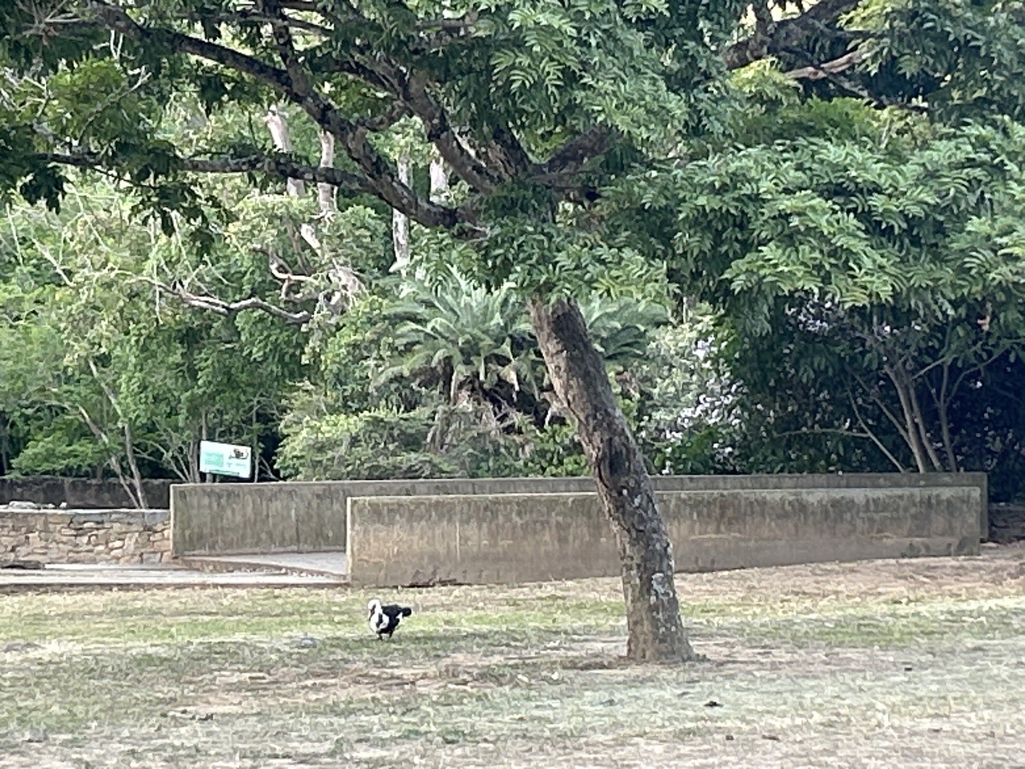 Egyptian goose spotted walking through Caracas park area