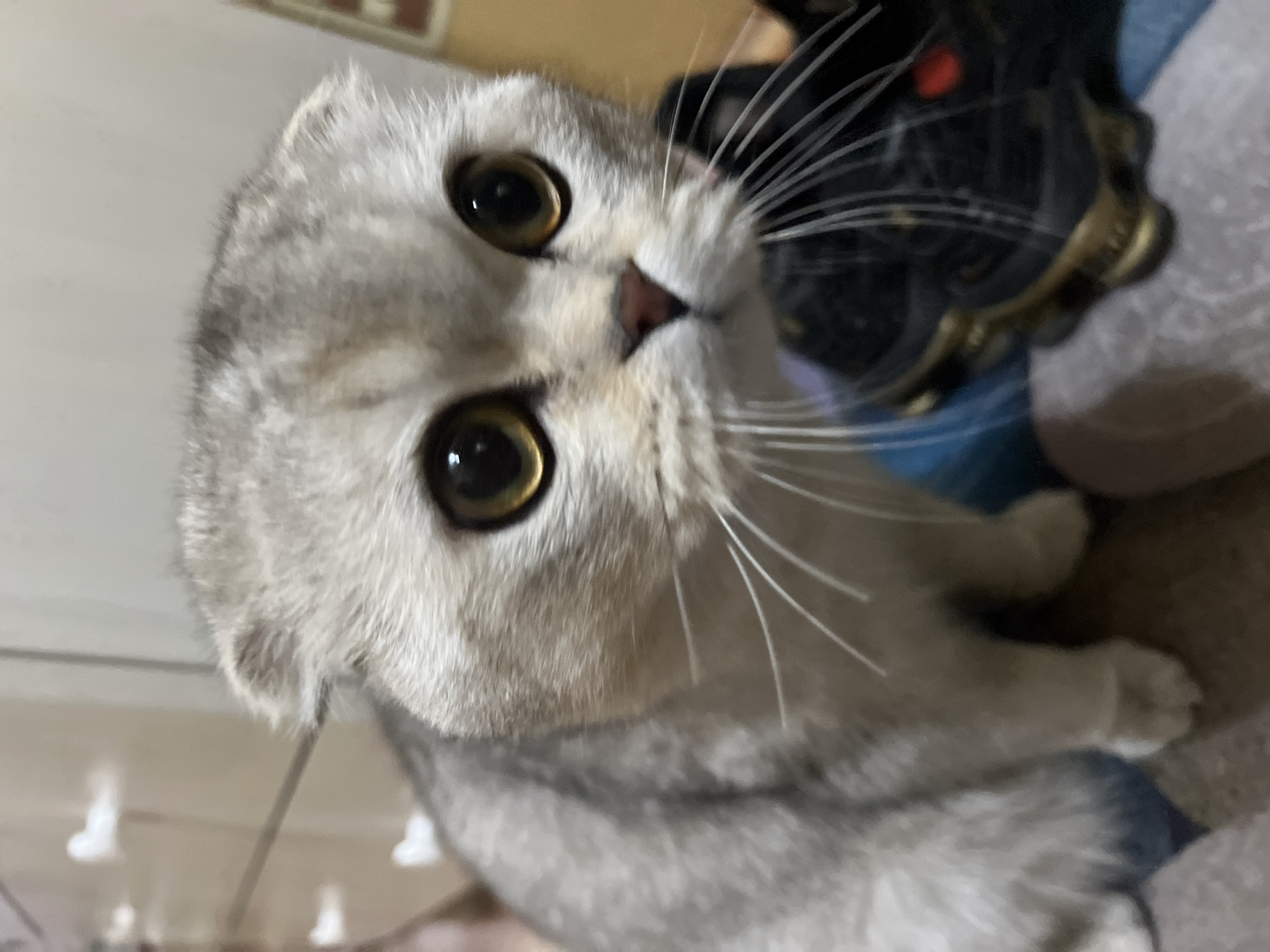 Mixed memories: cat, celebration, car journey captured May 10