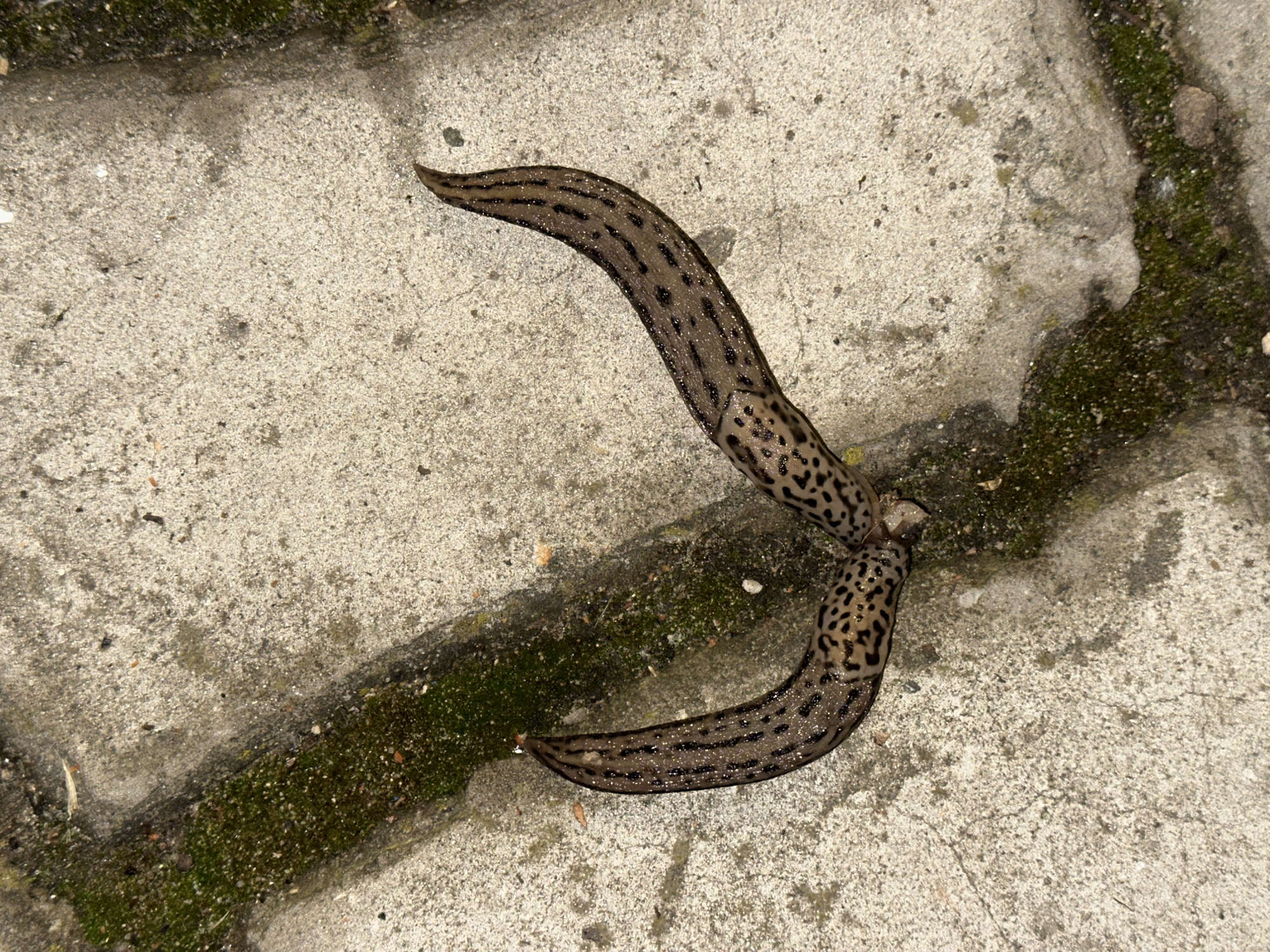 Ordinary moments captured in Nizhny Novgorod: slugs, fires, saunas