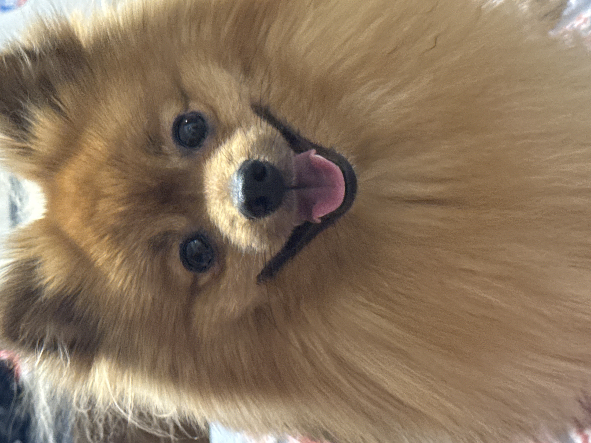 Pomeranian Dog Captured in Multiple Indoor Positions Over 12 Minutes
