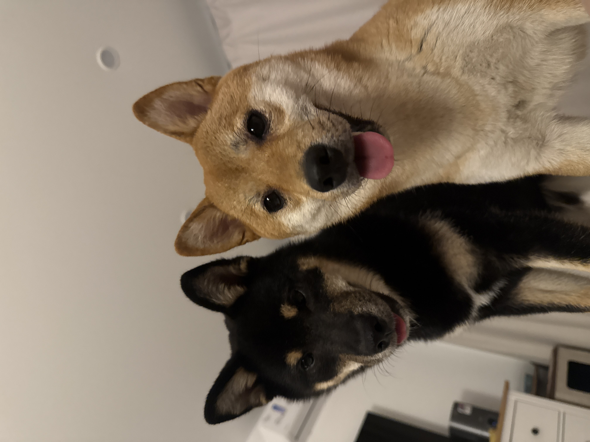 Shiba Inu dogs photographed in close-up shots in Nizhny Novgorod