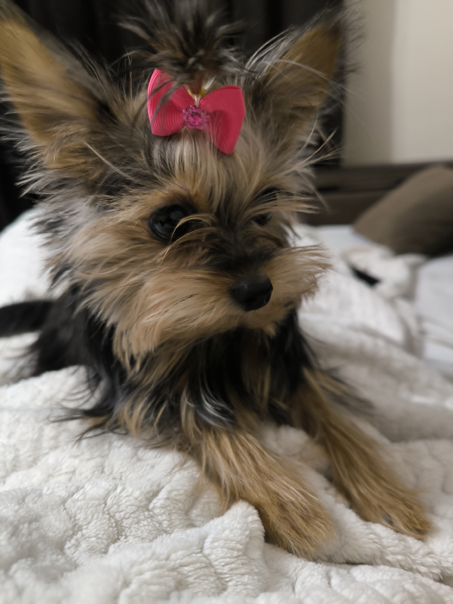 Yorkshire Terrier with pink bow photographed resting in Krasnoyarsk
