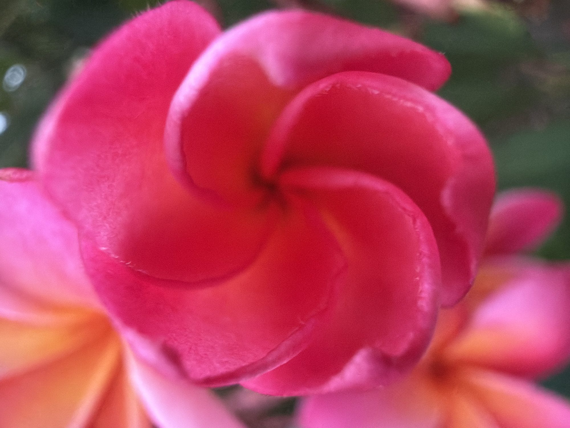 Pink plumeria in full bloom, Ko Samui