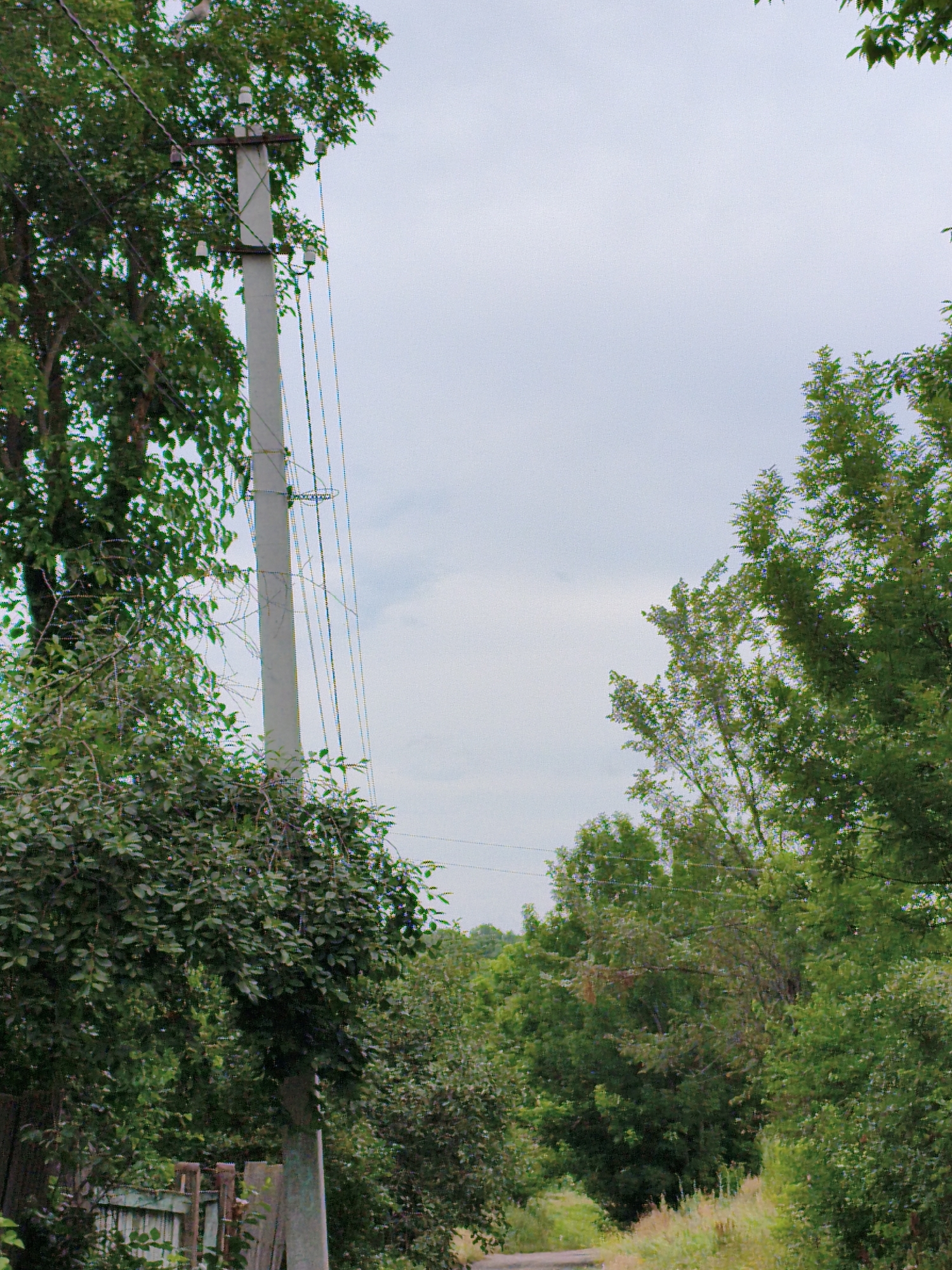 Wandering Ustyvytsia's backstreets and wildflowers on a grey morning