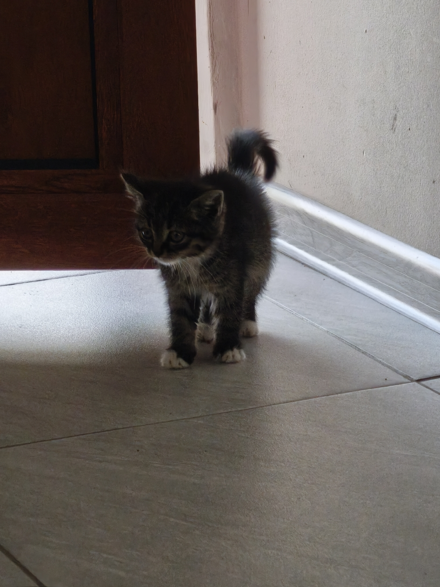 Witness captures kittens indoors and rainy street scenes