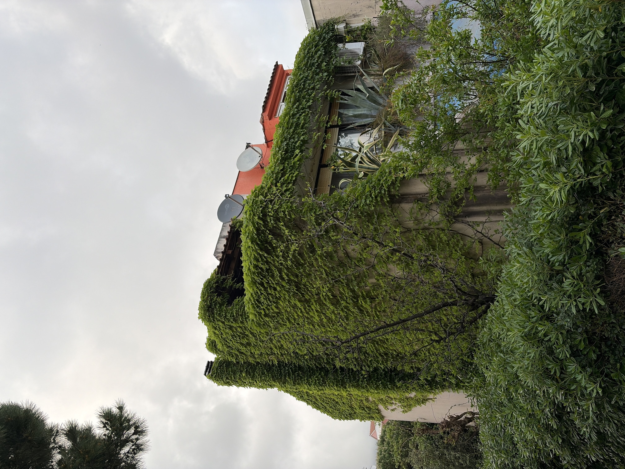 Spring nature scenes documented across Budva, Montenegro
