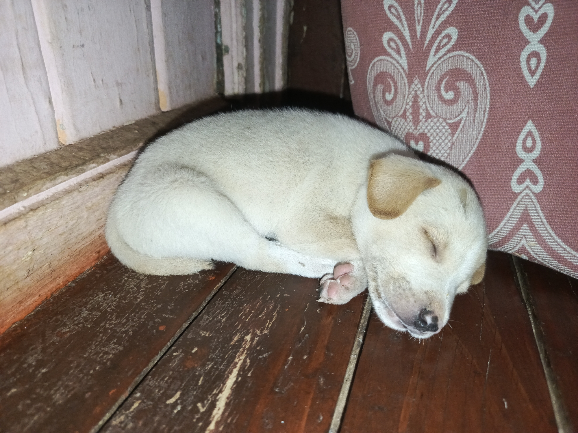 Puppy naps on wooden surface in Tinaco home