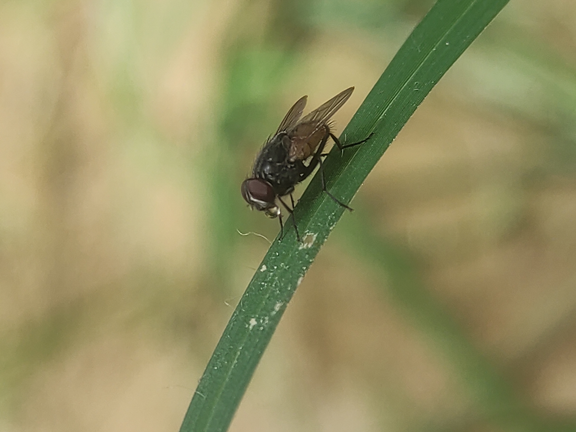 Macro nature photography: insects and flowers in Lhokseumawe