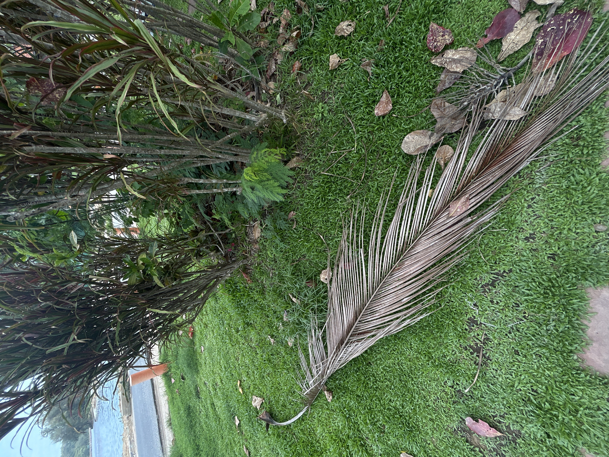Coastal vegetation documented in Rawai, Thailand