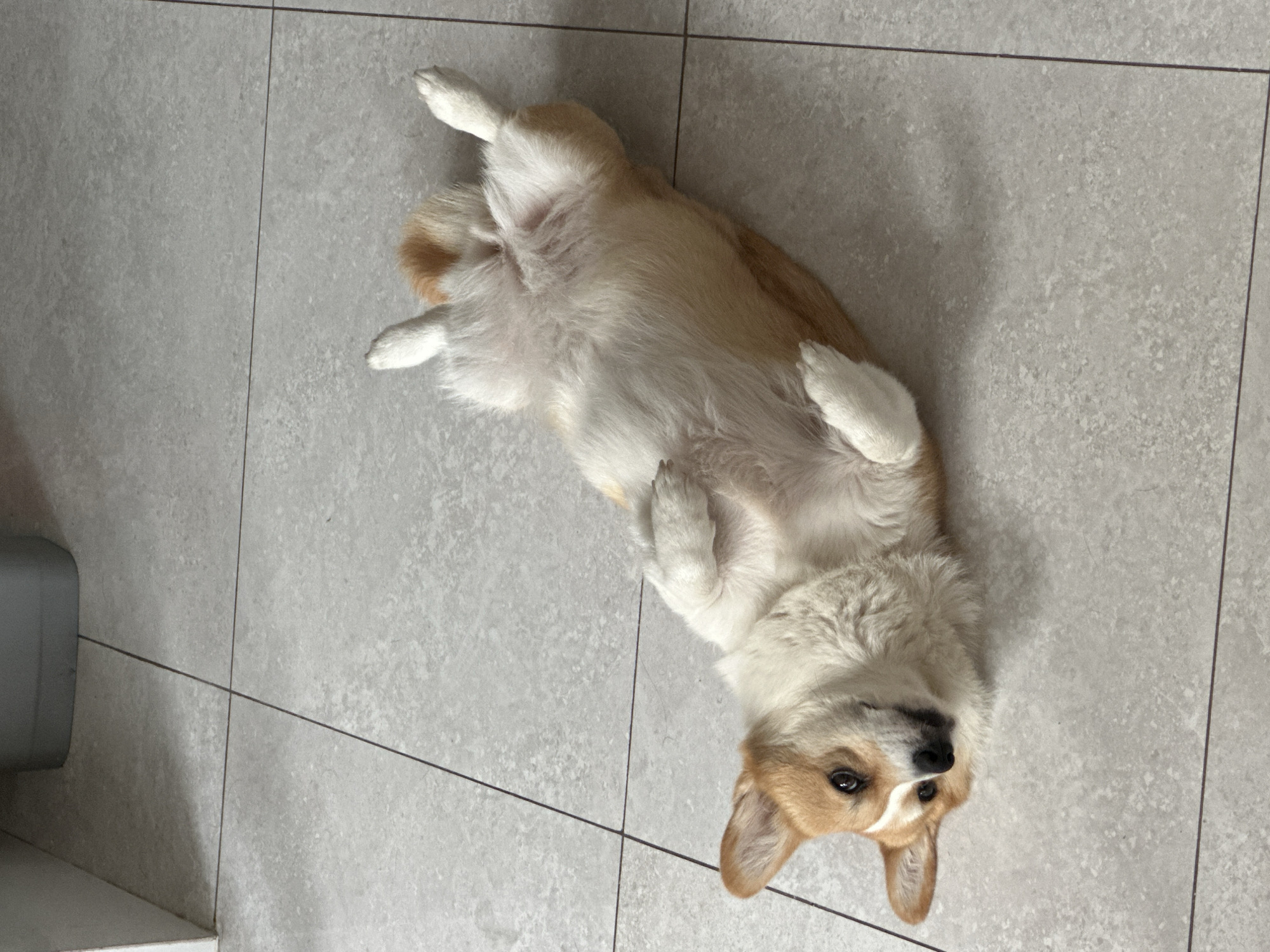 Corgi relaxes belly-up on tiled floor in Mengwi