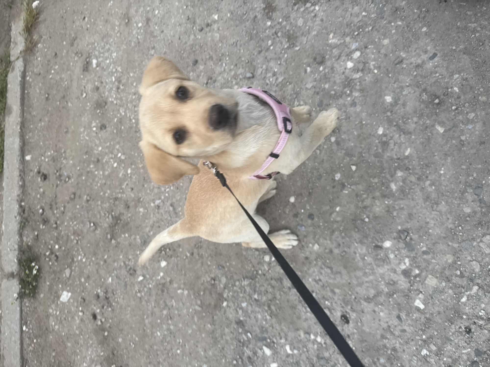 Puppy in pink harness spotted on leash in Bulgaria