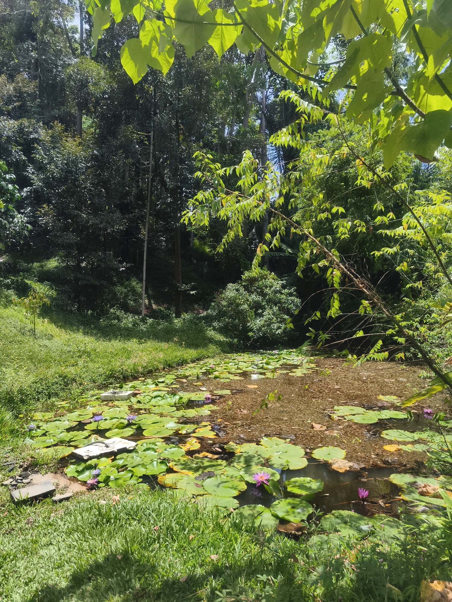 Morning scenes of tropical Baan Mae Nam village documented