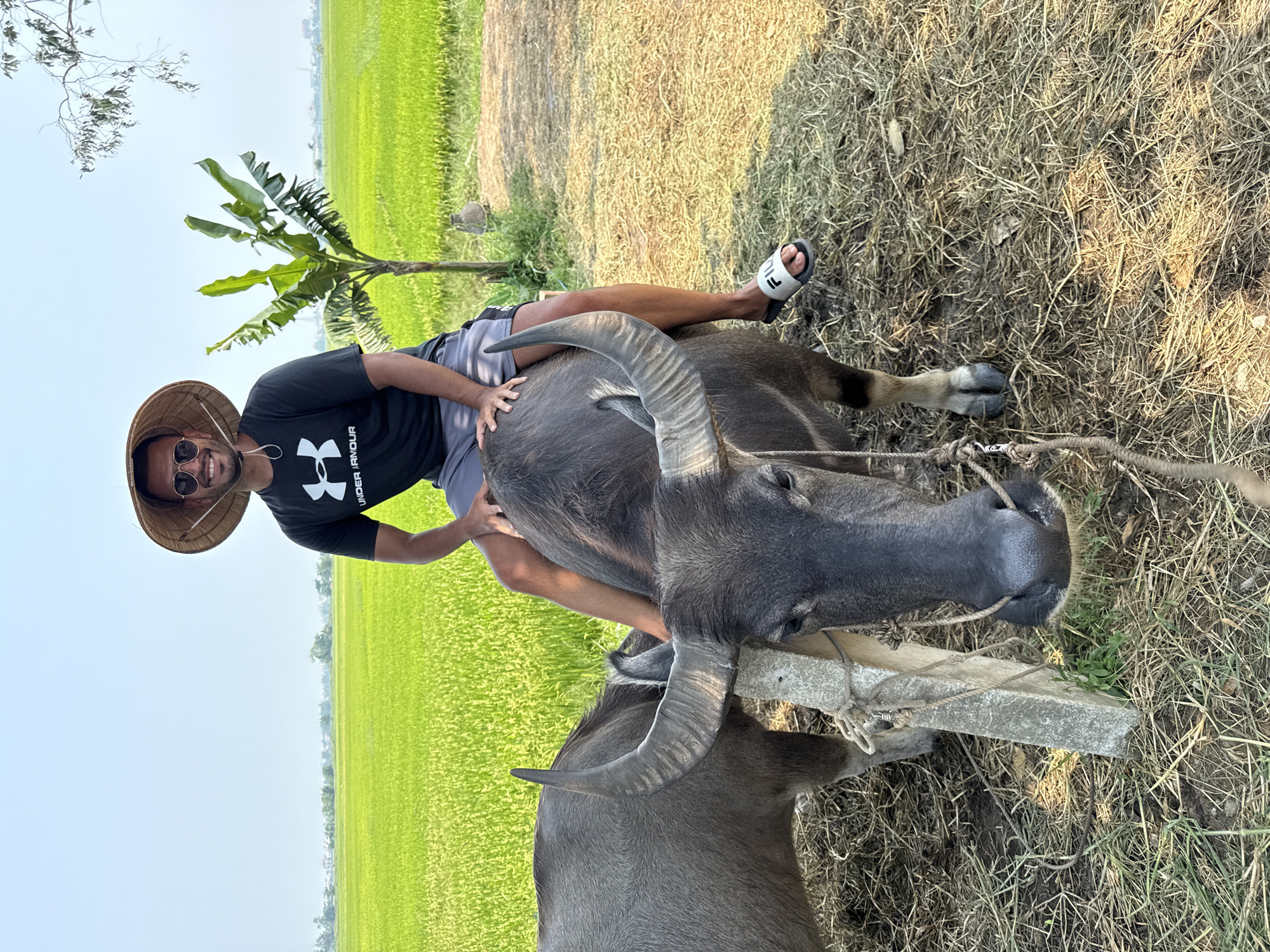 Man rides water buffalo in Vietnamese rice fields