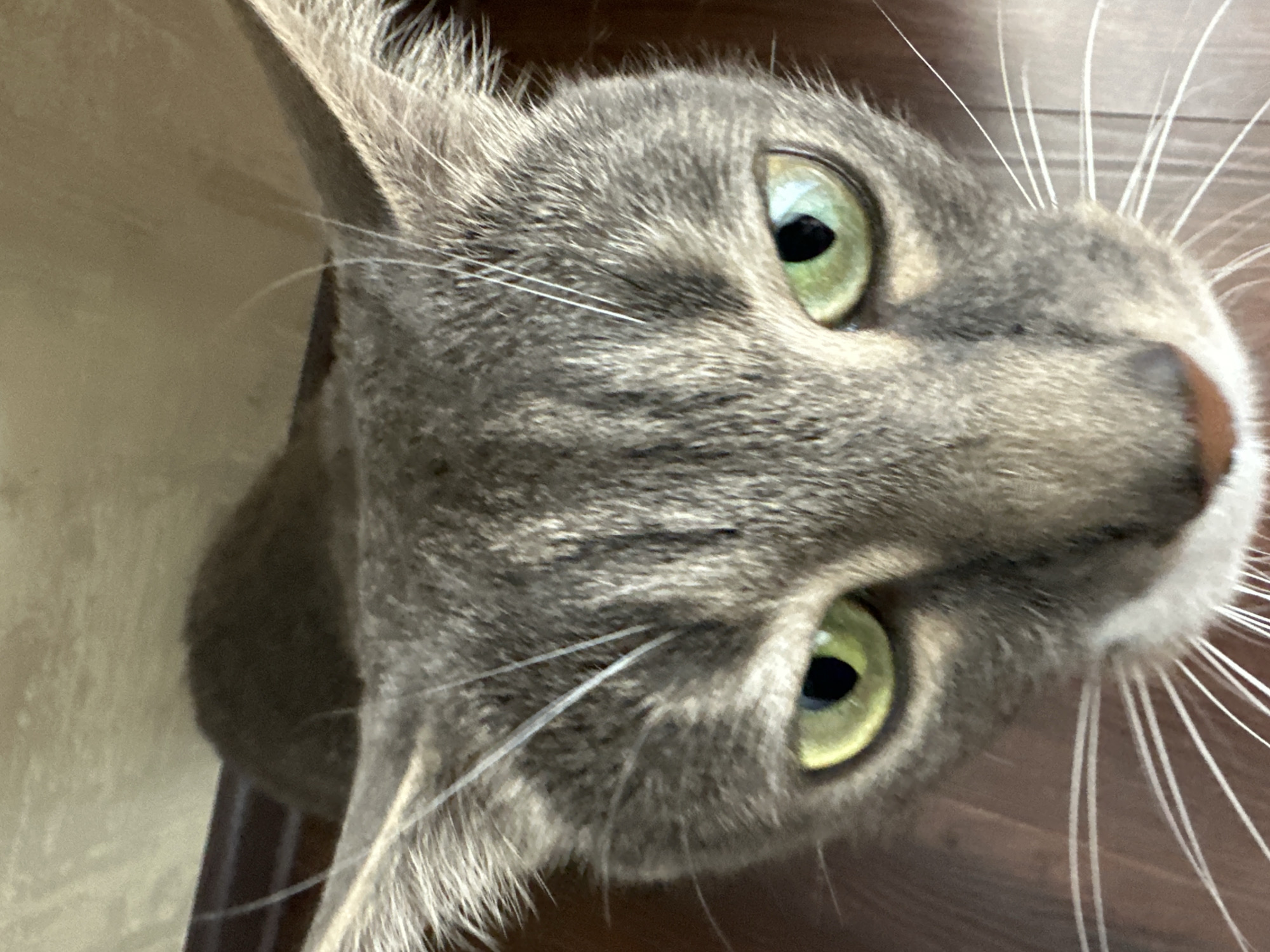 Indoor cat activities during overcast morning in small town