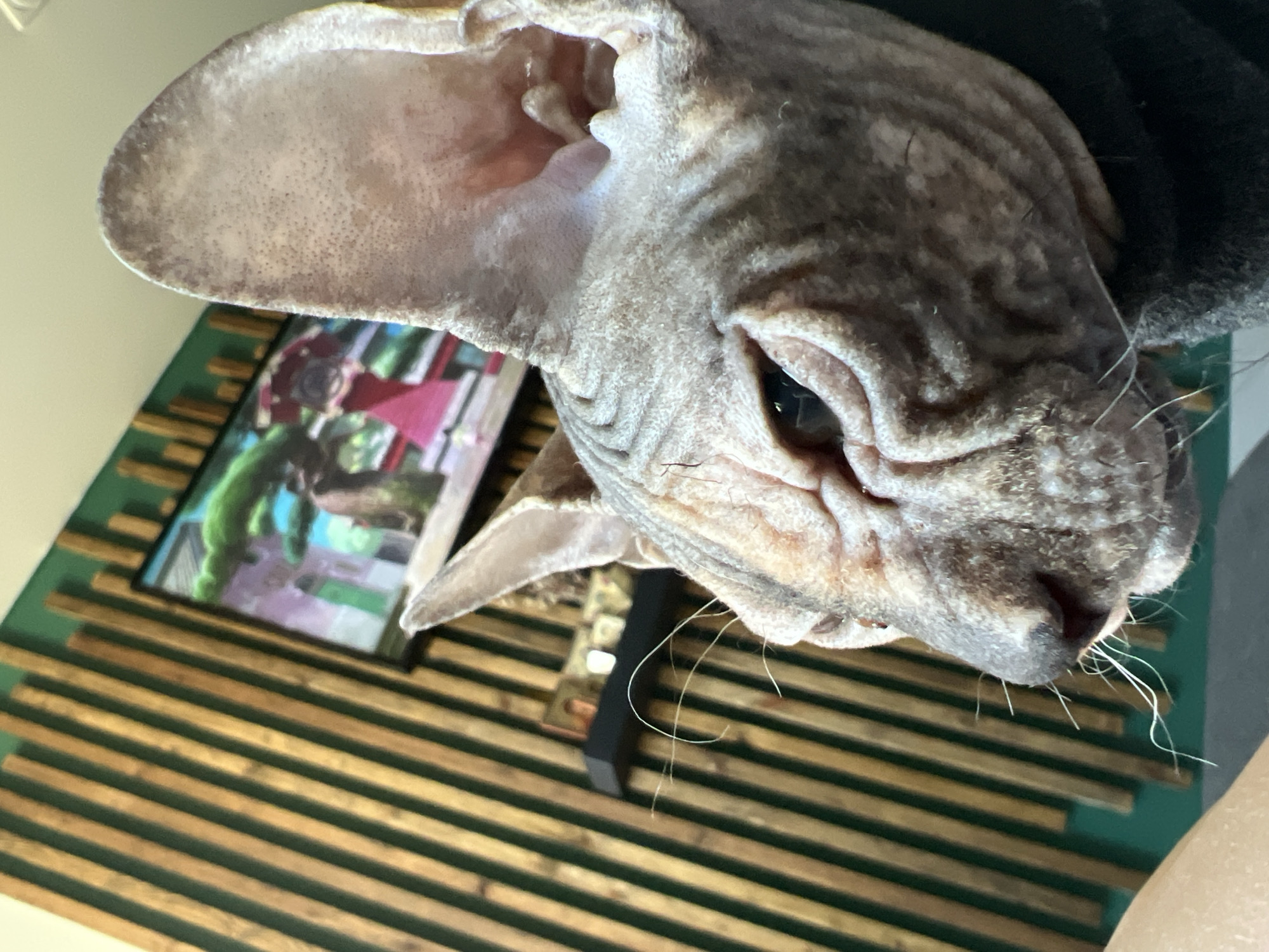 Sphynx cat in sweater documented around Kazan home