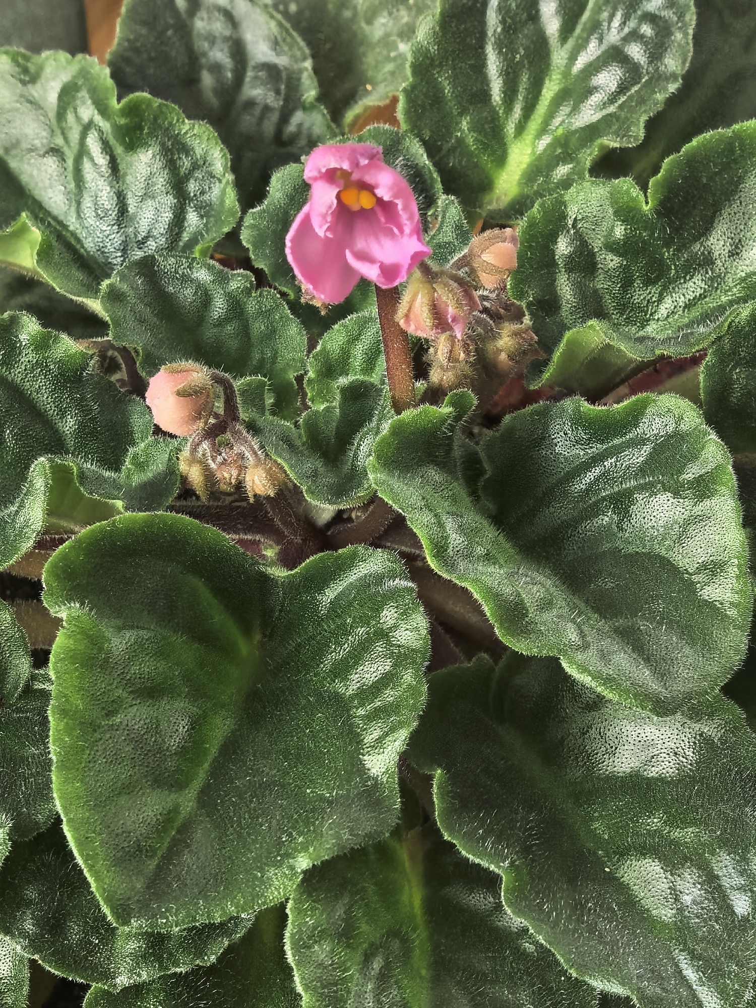 Spring garden wildlife and flowers documented in morning observations