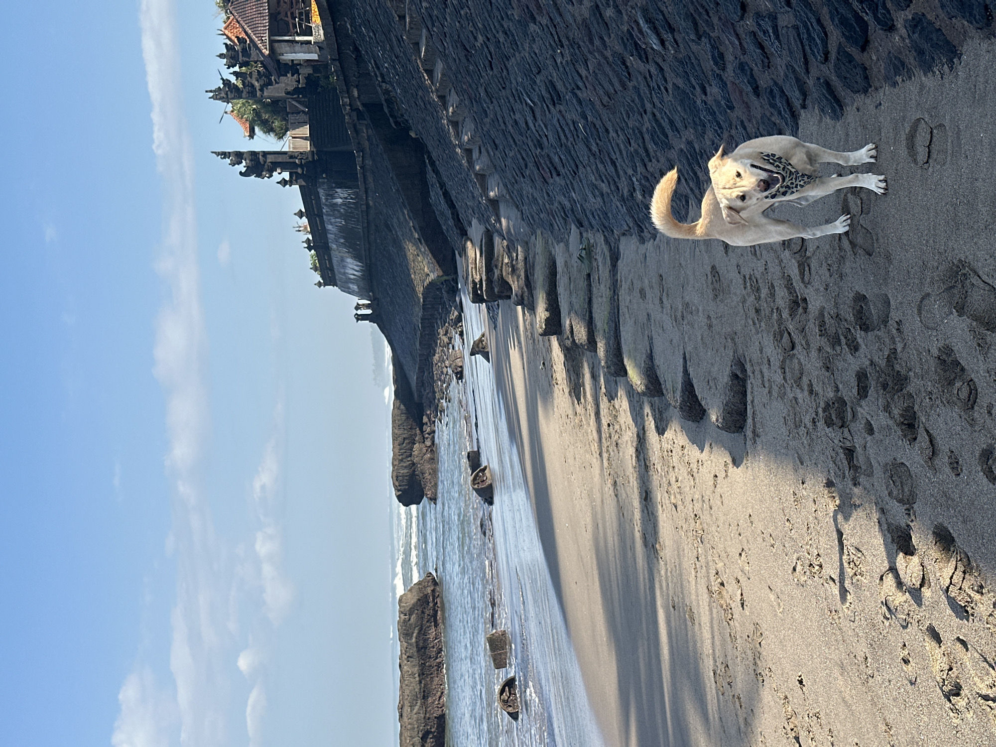 Dog in leopard bandana spotted on North Kuta beach