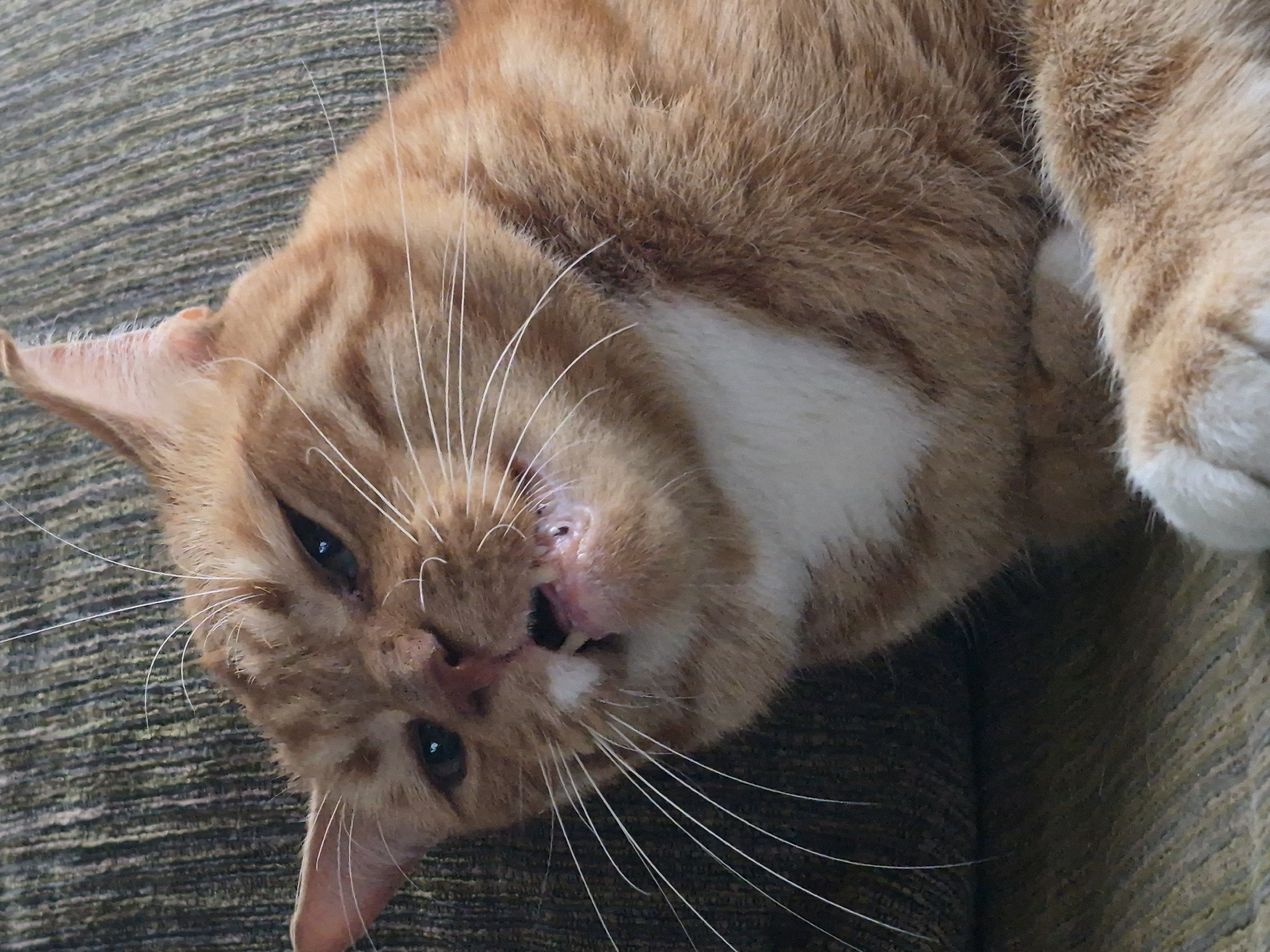 Orange tabby deep in relaxation mode, Sooblase, Estonia