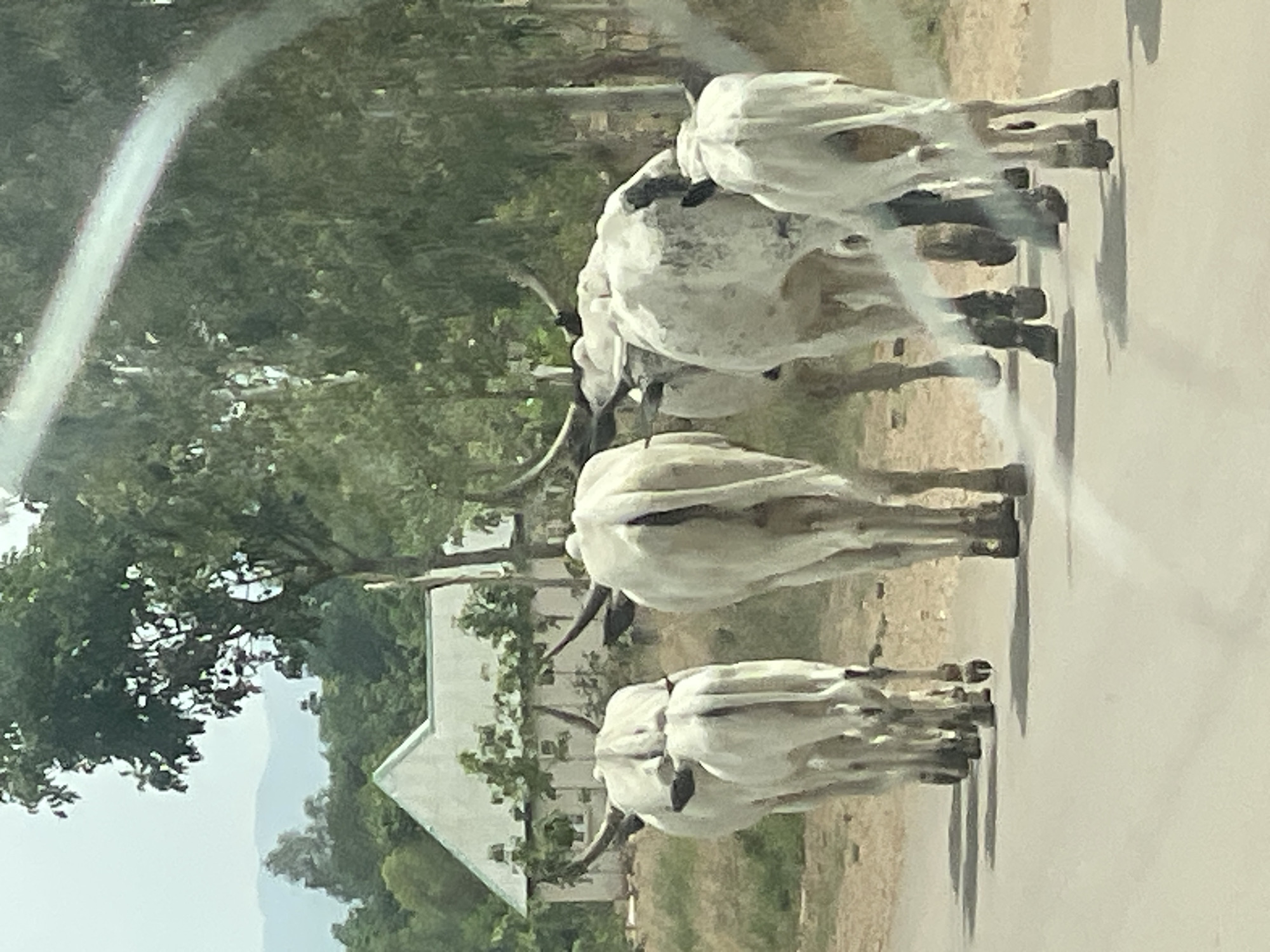 Cattle herd guided through Vom Nigeria streets by herders