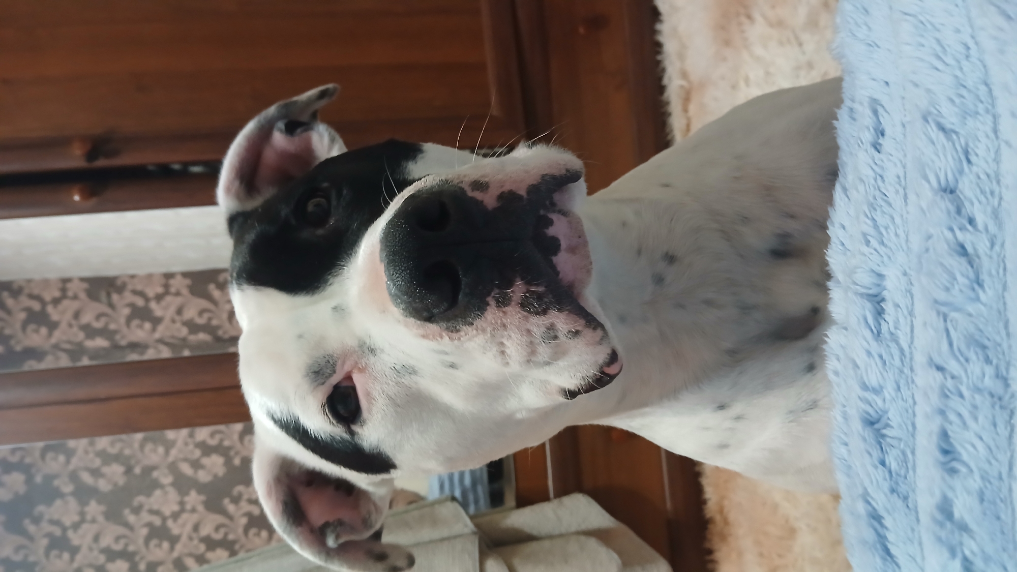 White spotted dog rests on bed, captured sleeping peacefully