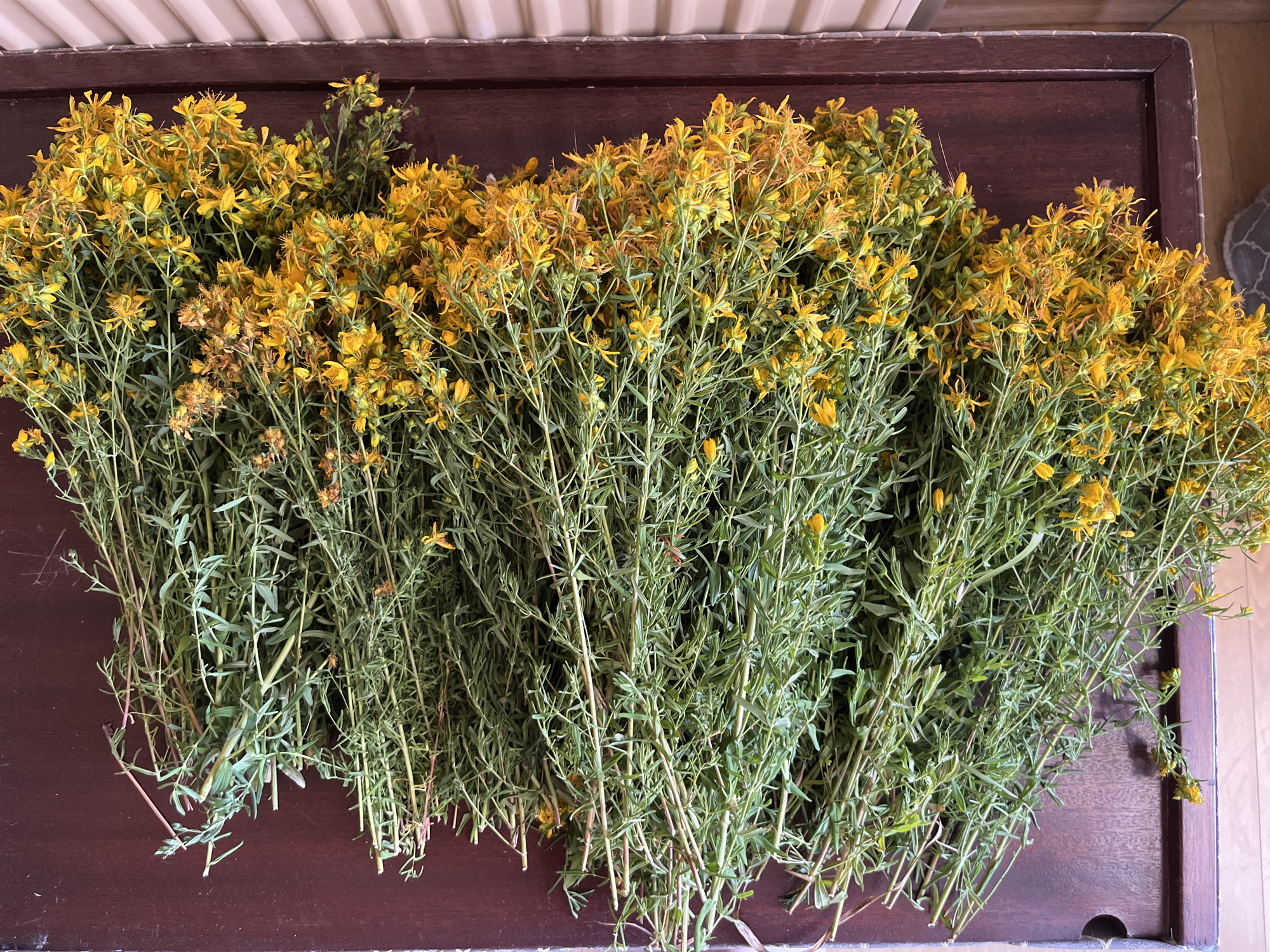 A morning at home: plants, cooking, and everyday objects